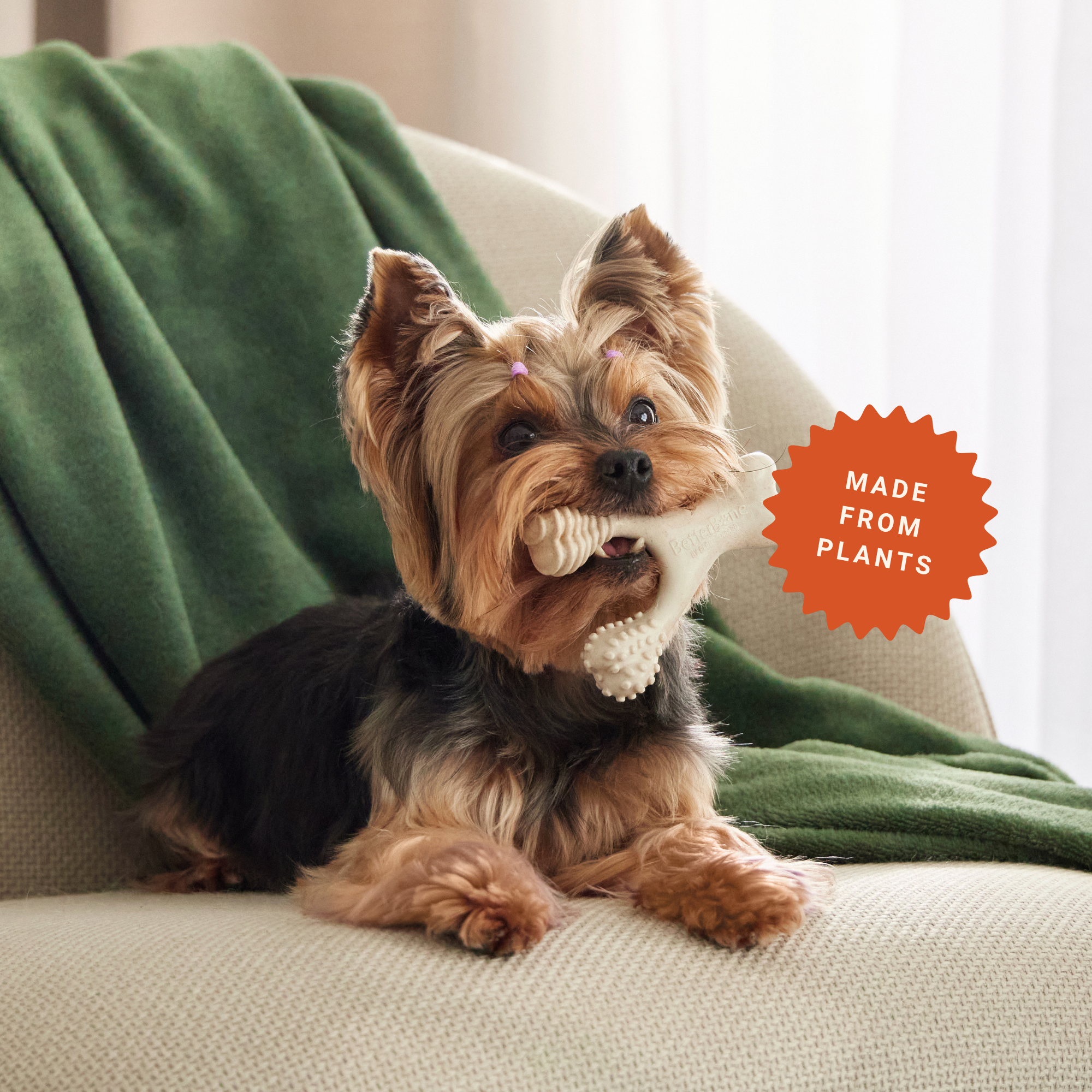 Dog enjoying a BetterBone chew