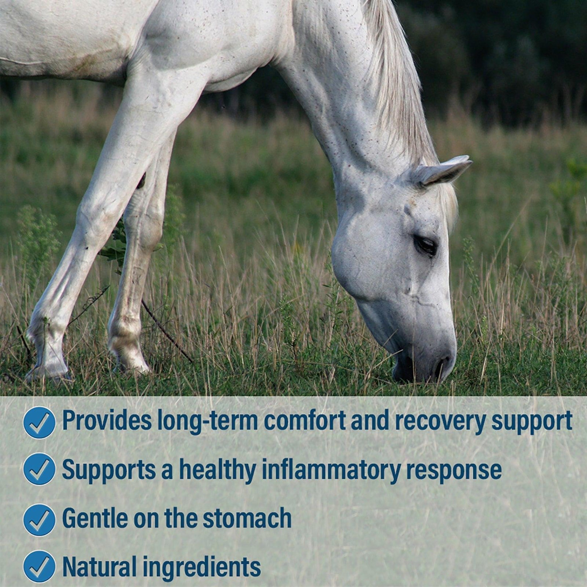 Absorbine Bute-Less comfort and recovery paste, long-term comfort and recovery support, gentle on the stomach