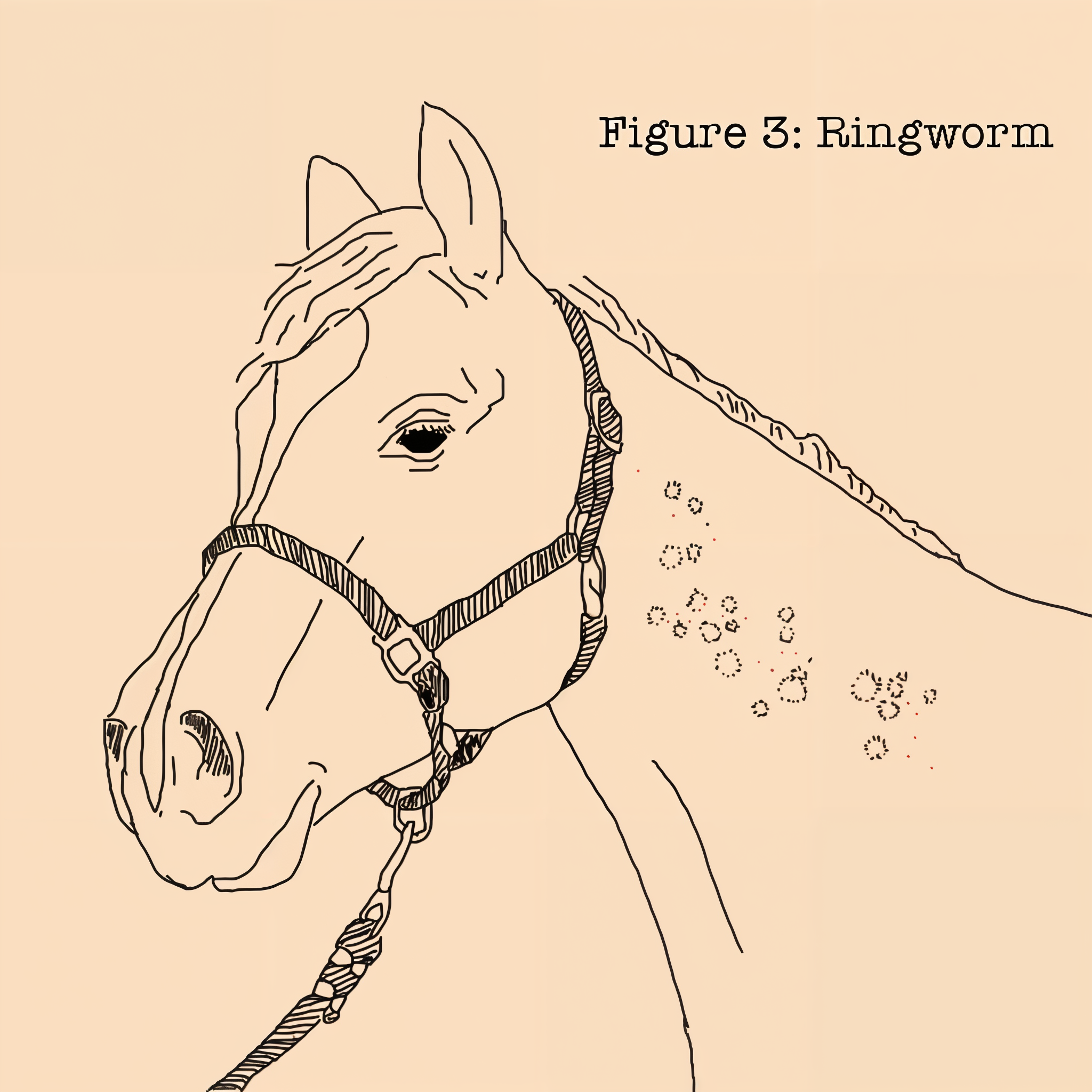 Absorbine Fungasol shampoo, ringworm and rain rot figures