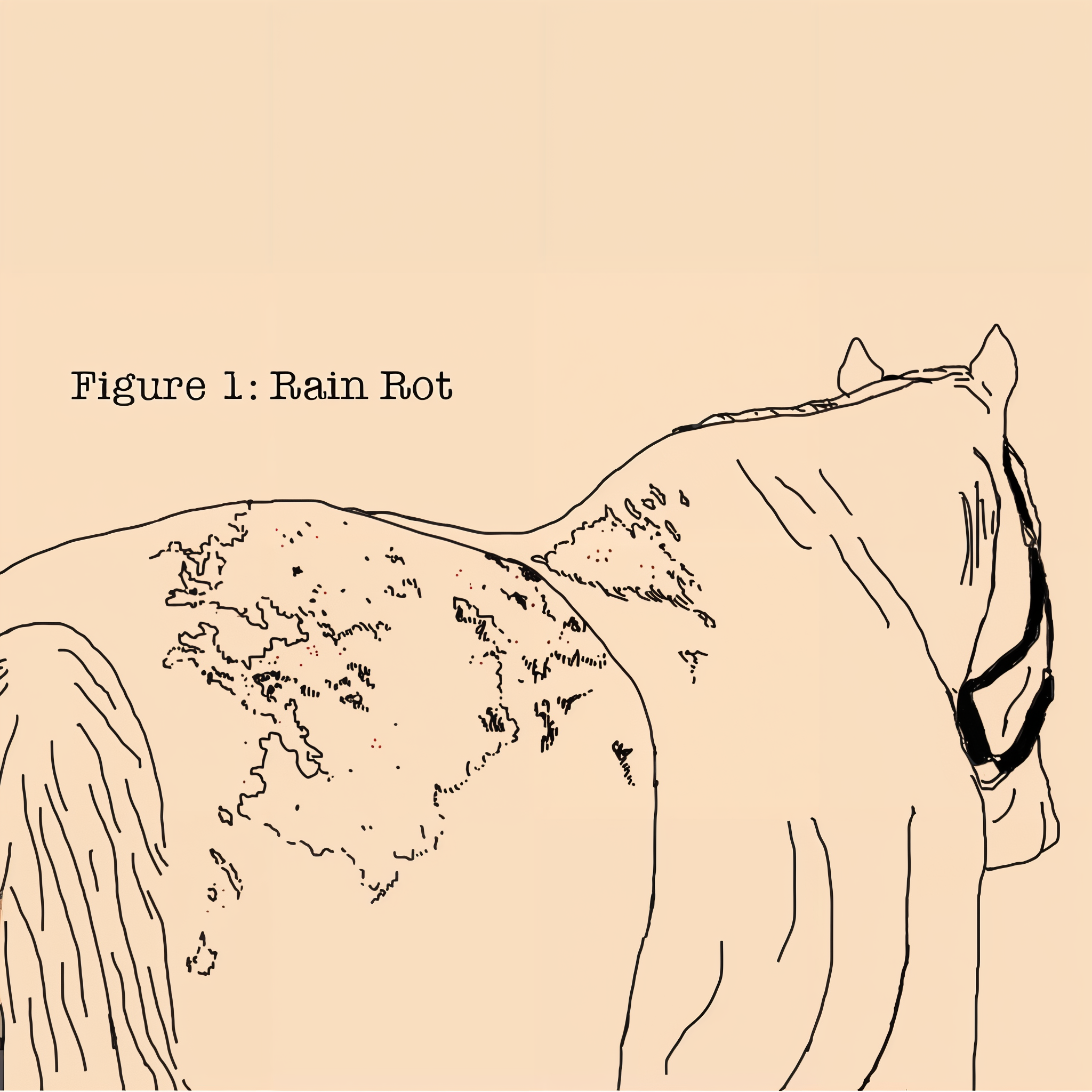 Absorbine Fungasol spray, common fungal condition areas on the horse