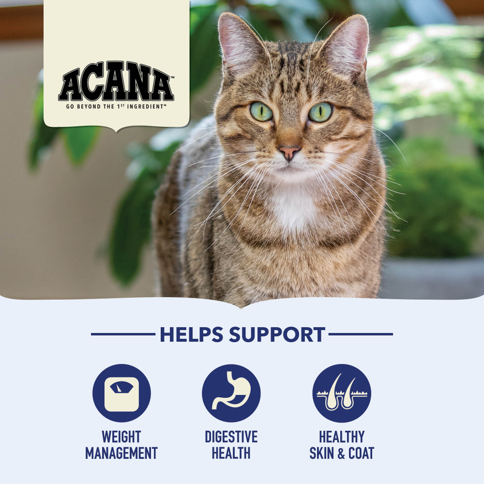 Brown tabby cat beside a leafy houseplant with icons showing ACANA Indoor Entrée helps support weight management, digestive health, and healthy skin and coat