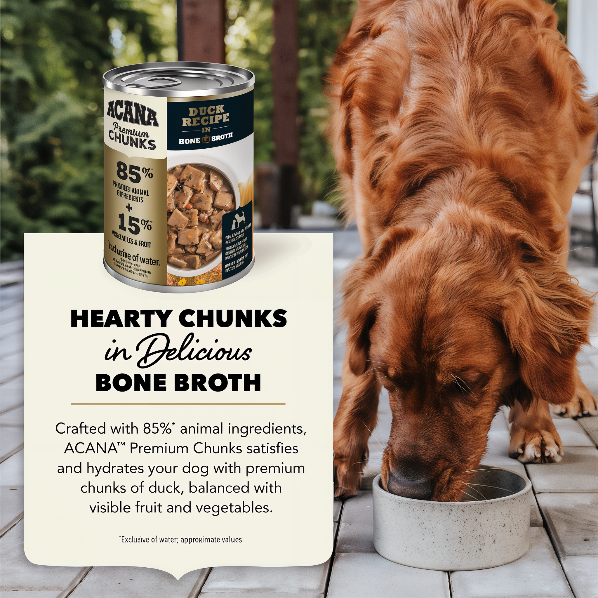Dog eating ACANA Premium Chunks Duck Recipe in Bone Broth from a bowl, hearty chunks in delicious bone broth crafted with 85 percent animal ingredients to satisfy and hydrate
