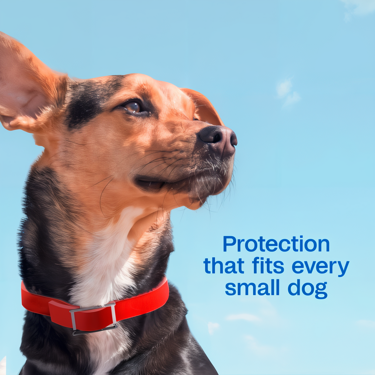 Red Adams Plus collar protection that fits every small dog