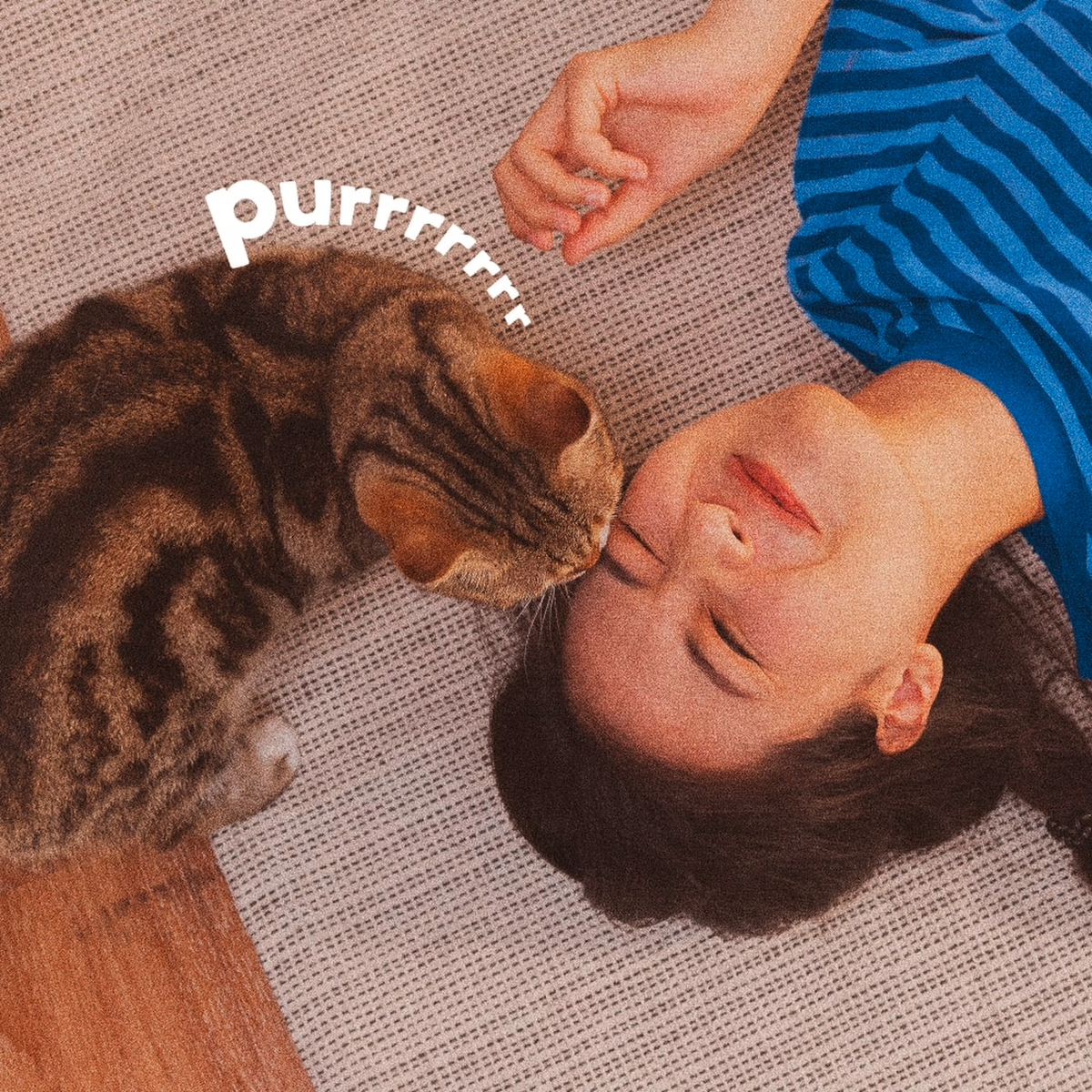 Cat nuzzling its owner on a treated carpet at home