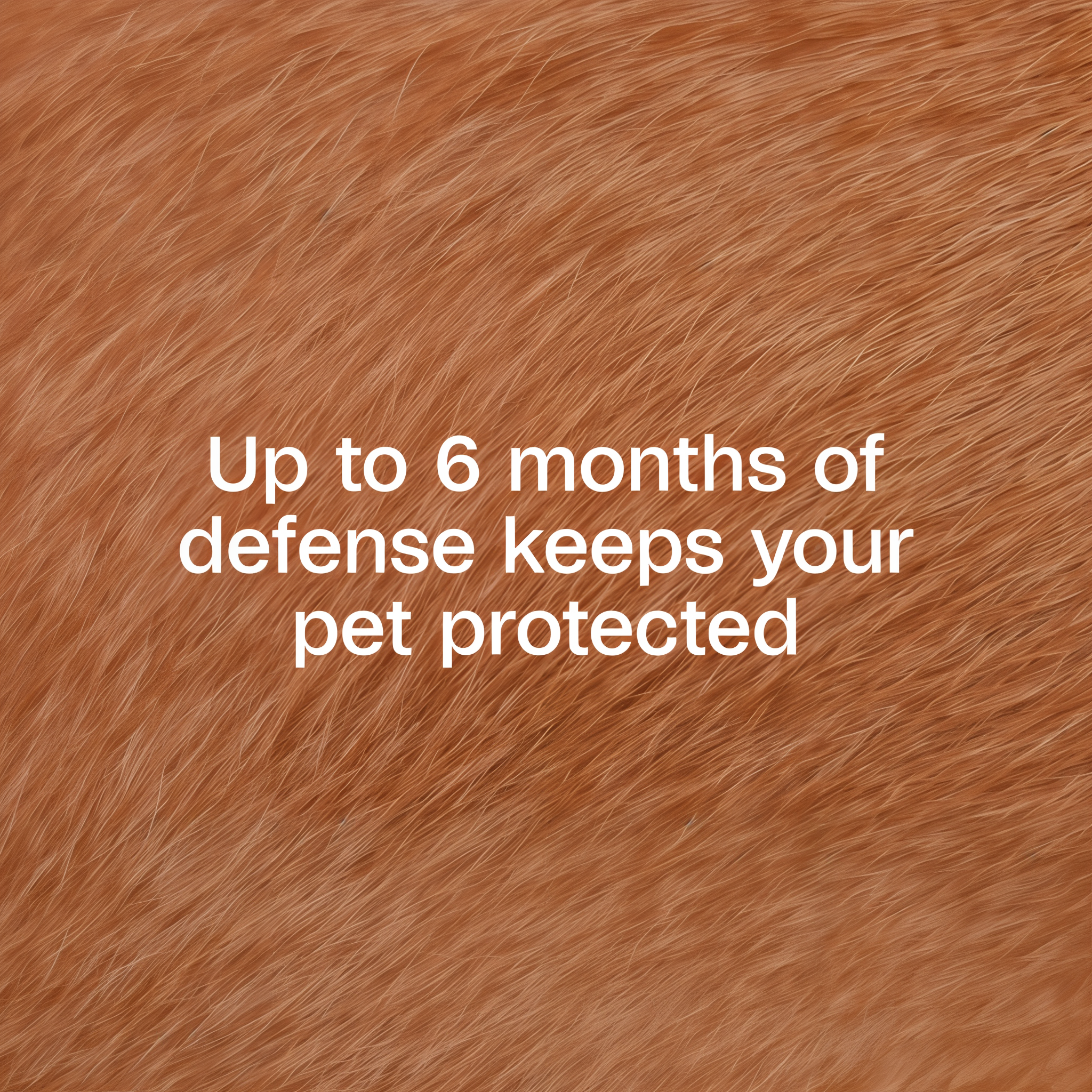 Up to 6 months of defense keeps your pet protected