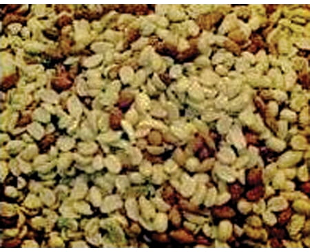 Shelled Peanuts