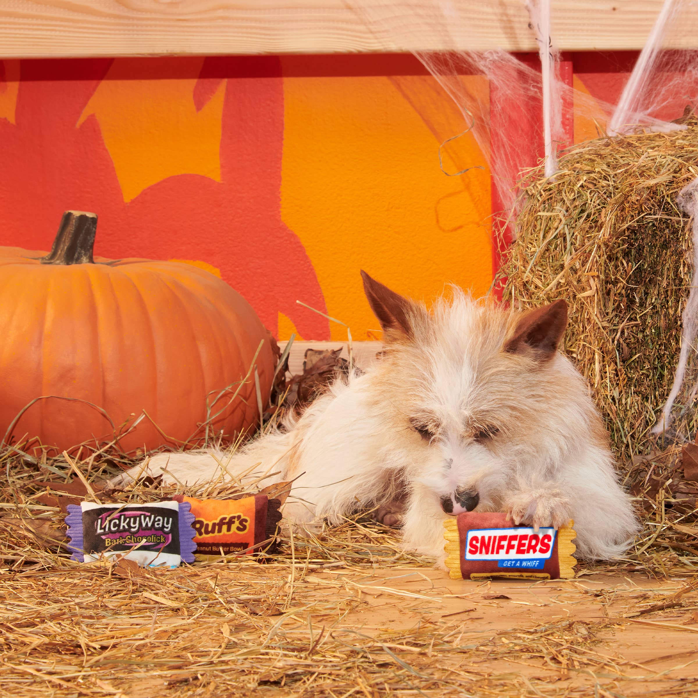 Small terrier lying on hay with the Howl-O-Ween Candy plush toys