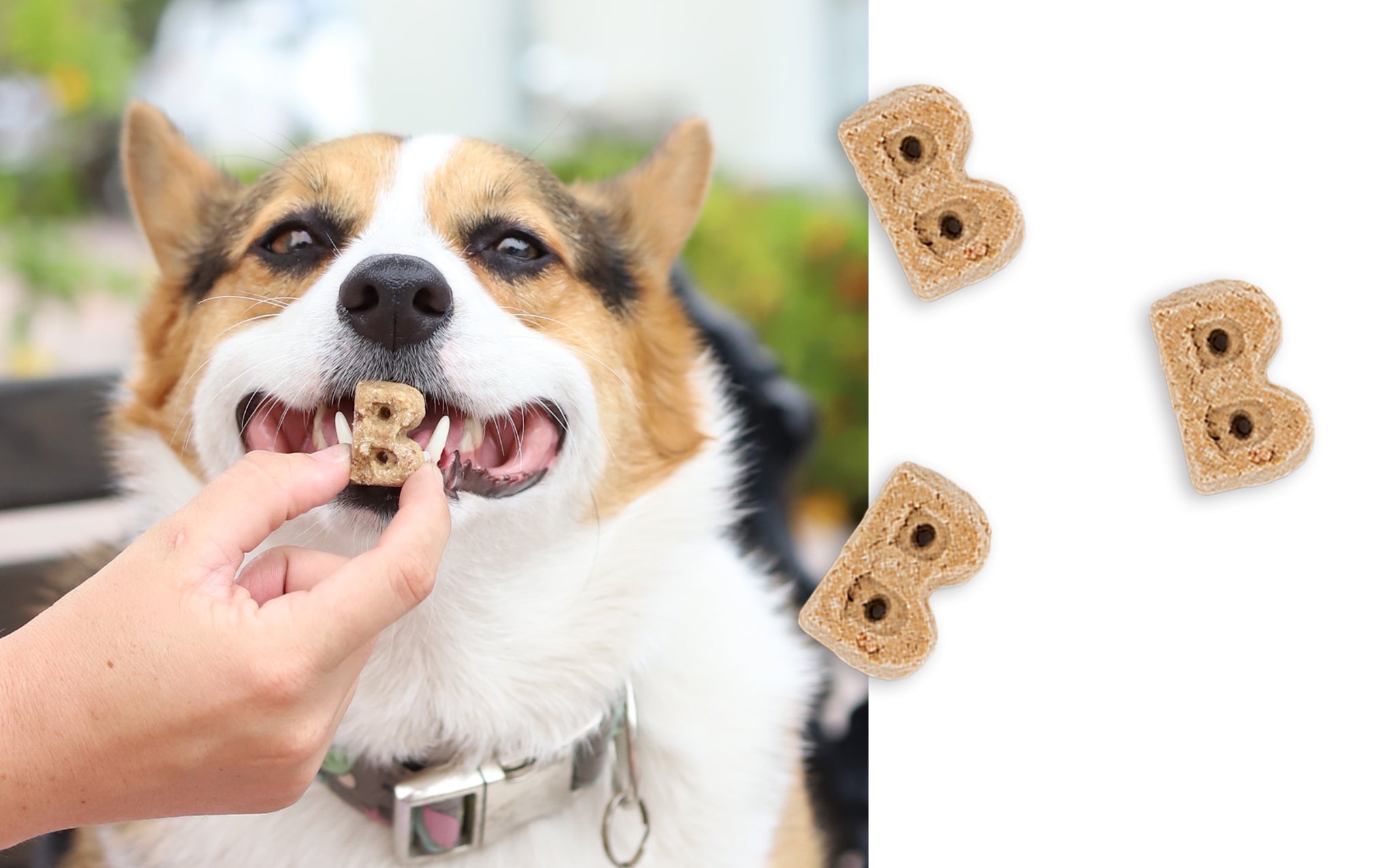 Corgi taking a B-shaped Bocce's biscuit from a hand, with a close-up of the crunchy baked biscuits
