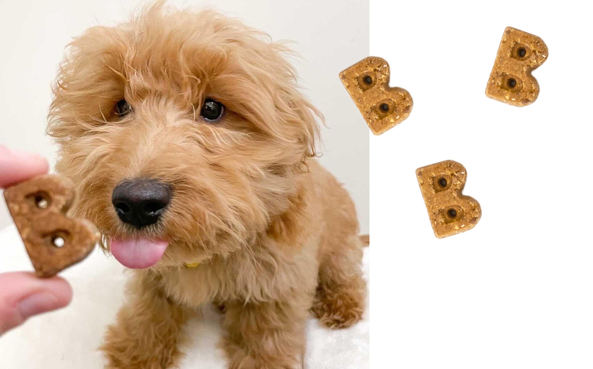 Puppy taking a B-shaped Bocce's soft and chewy treat, with a close-up of the chewy treats