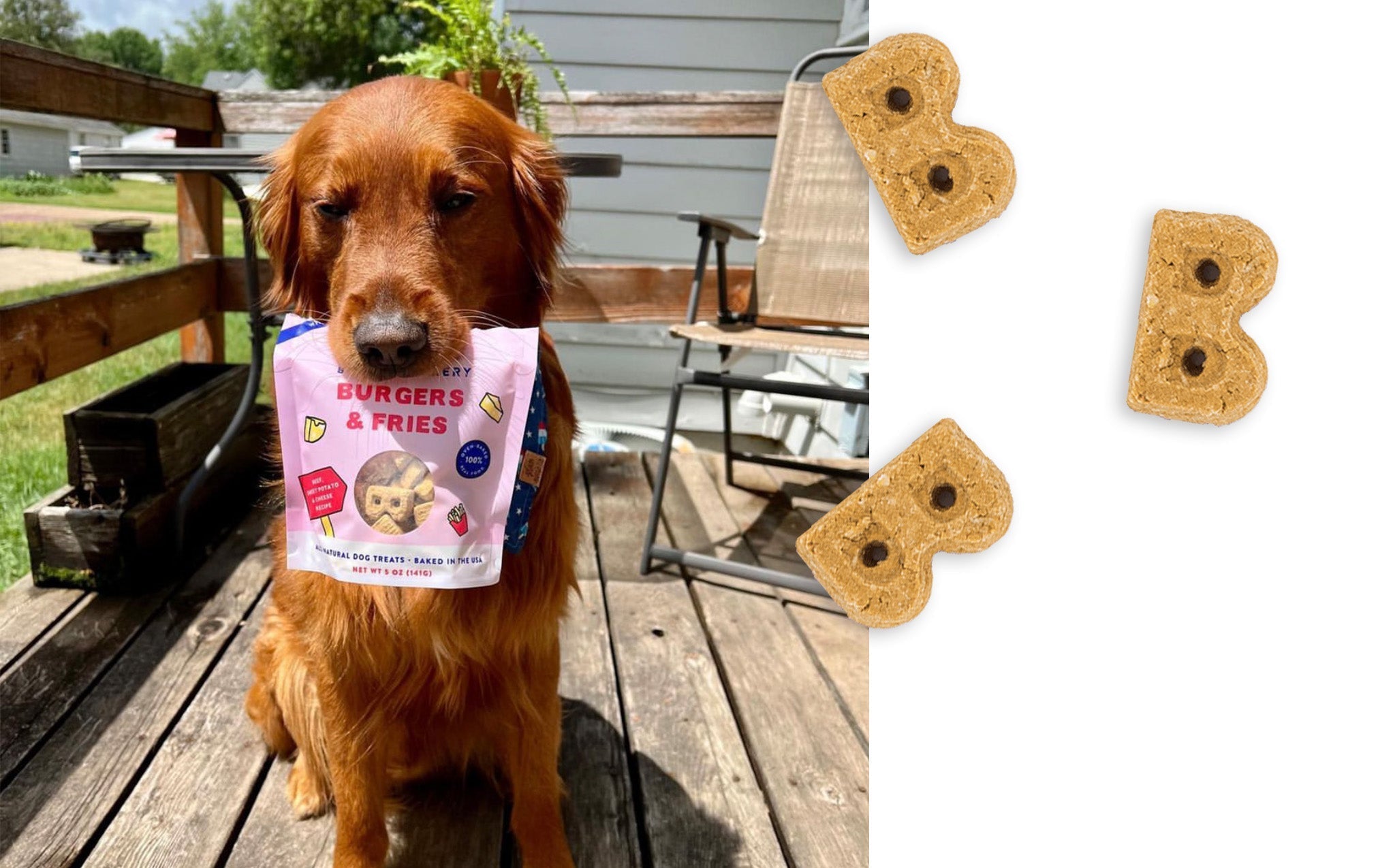 Golden retriever holding a Burgers & Fries bag beside a close-up of the bone-shaped baked biscuits