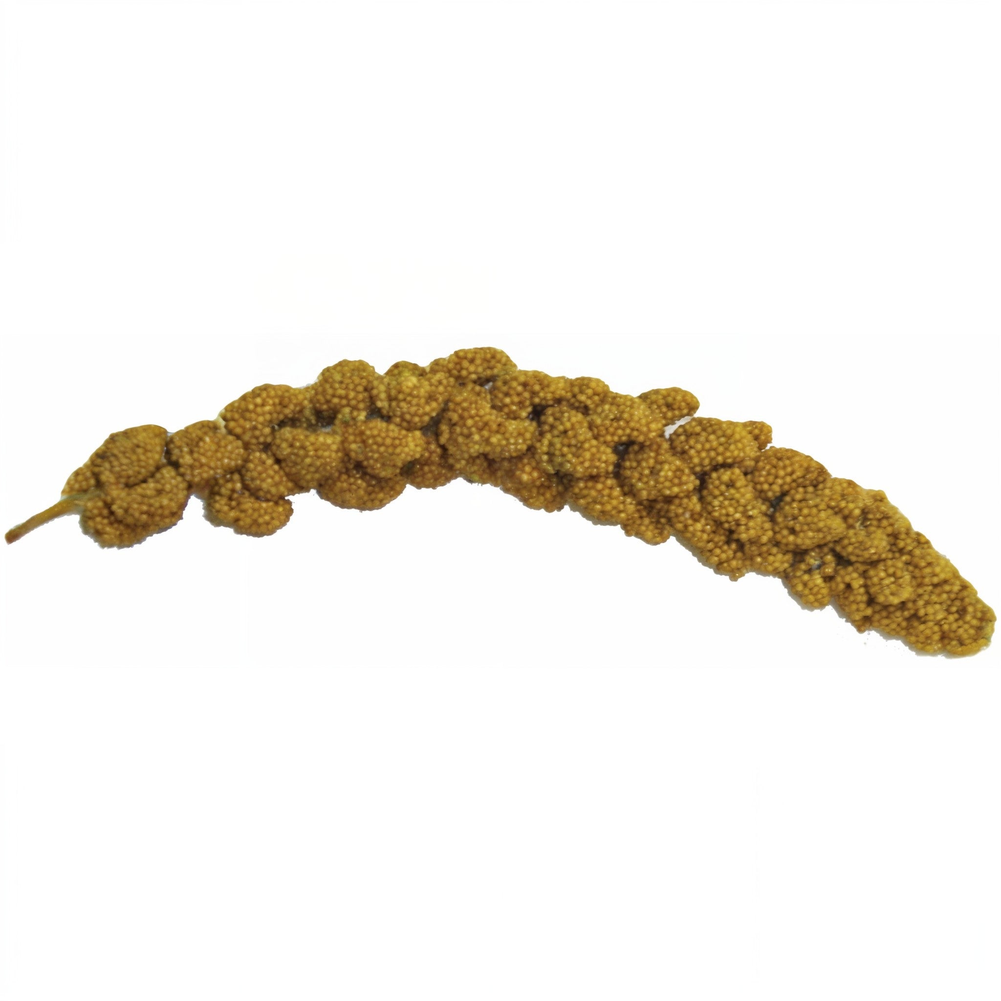 Closeup of the Golden Millet Spray blend