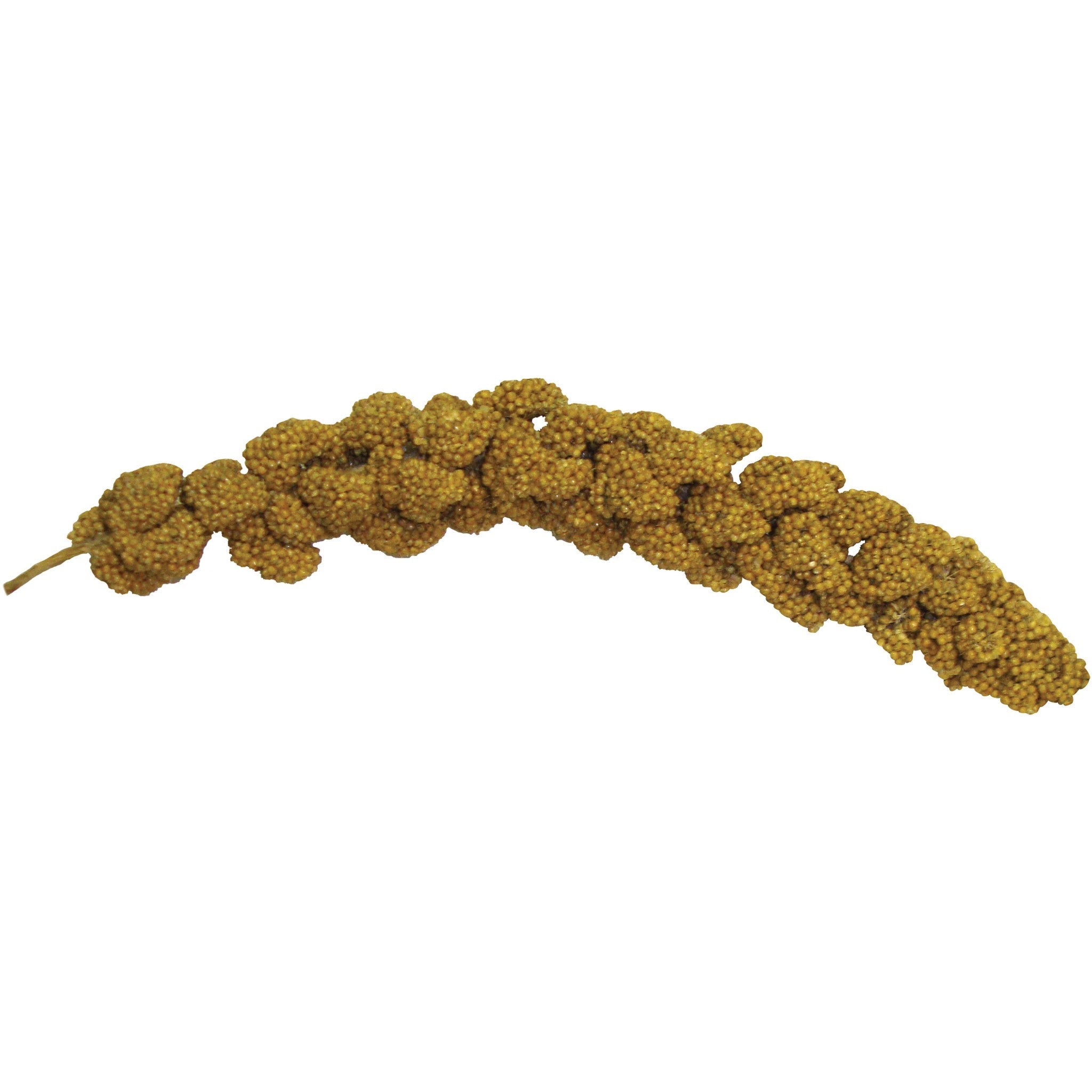Closeup of the Tropical Carnival Natural Spray Millet blend