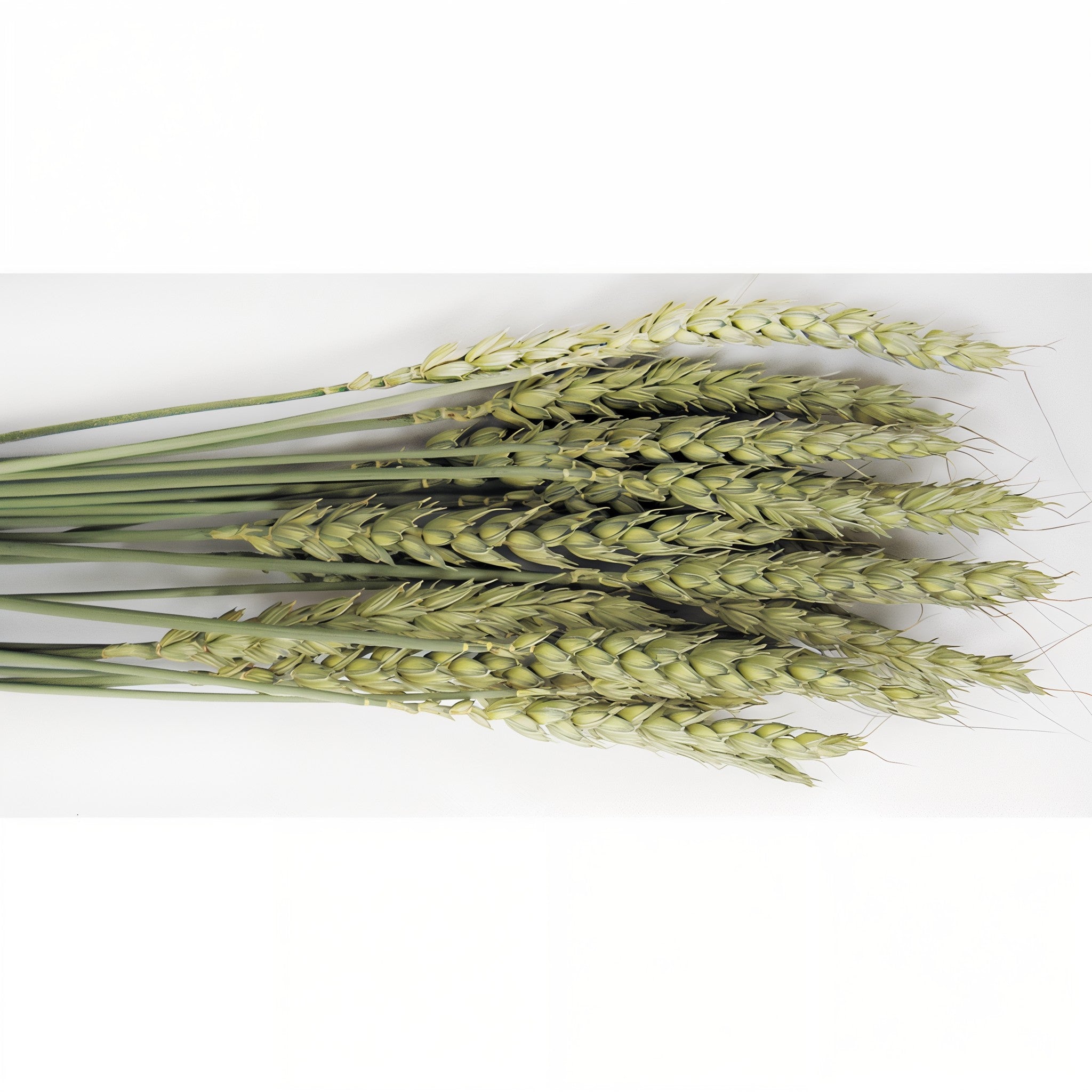 Closeup of the Tropical Carnival Natural Wheat Sprays blend