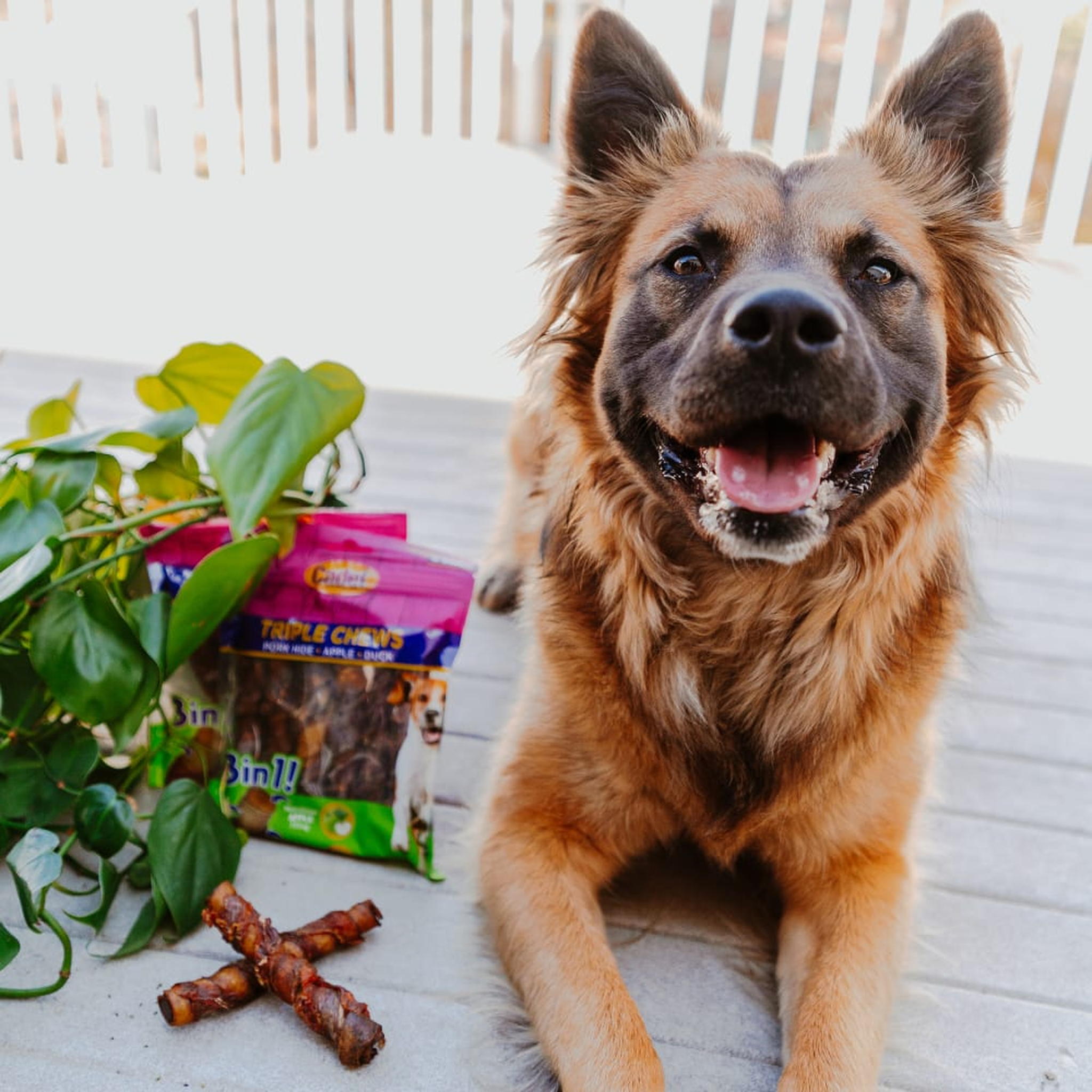 Happy dog on a porch beside a bag of Cadet Gourmet Triple Chews and loose chews