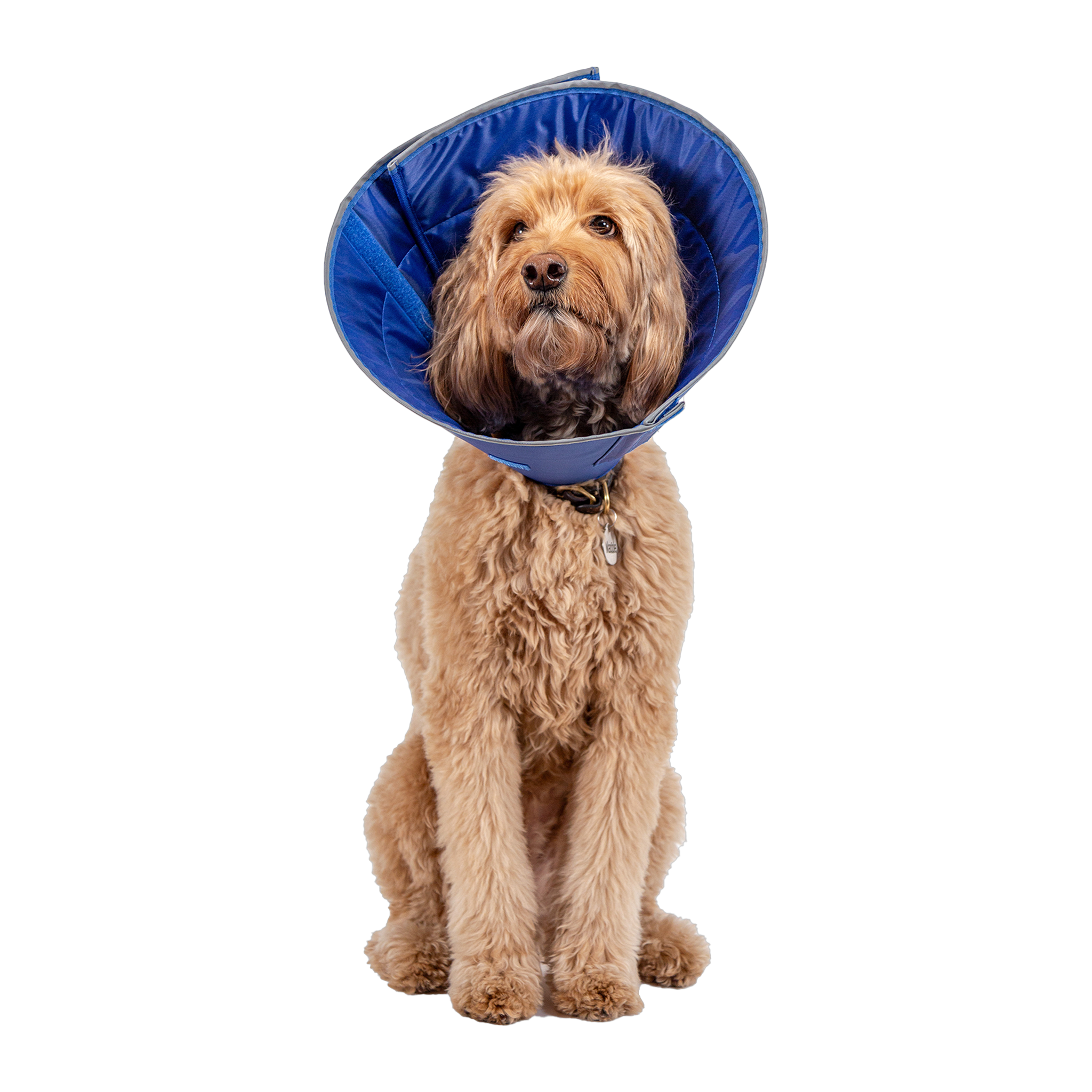 Calm Paws Caring Collar with Calming Disk for Dogs