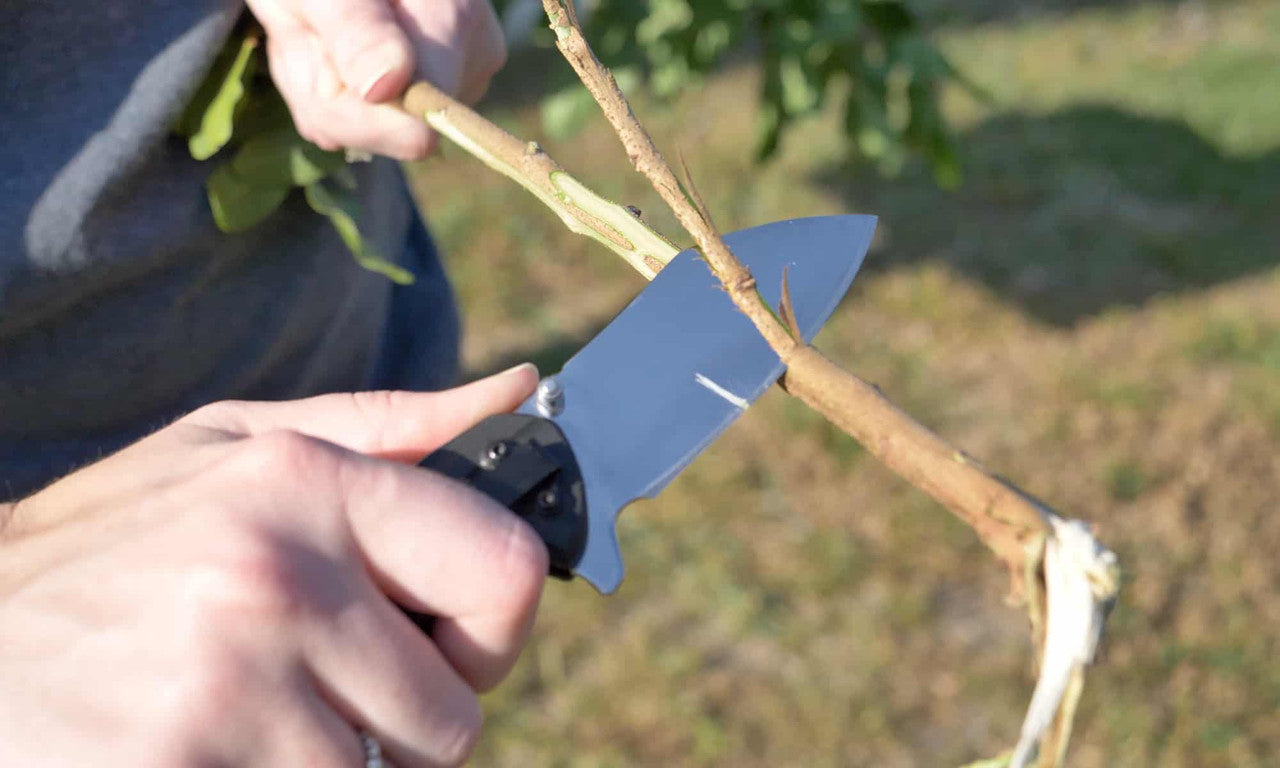 Camillus Chunk folding knife in use cutting a green wood branch outdoors with bonded steel blade and black handle