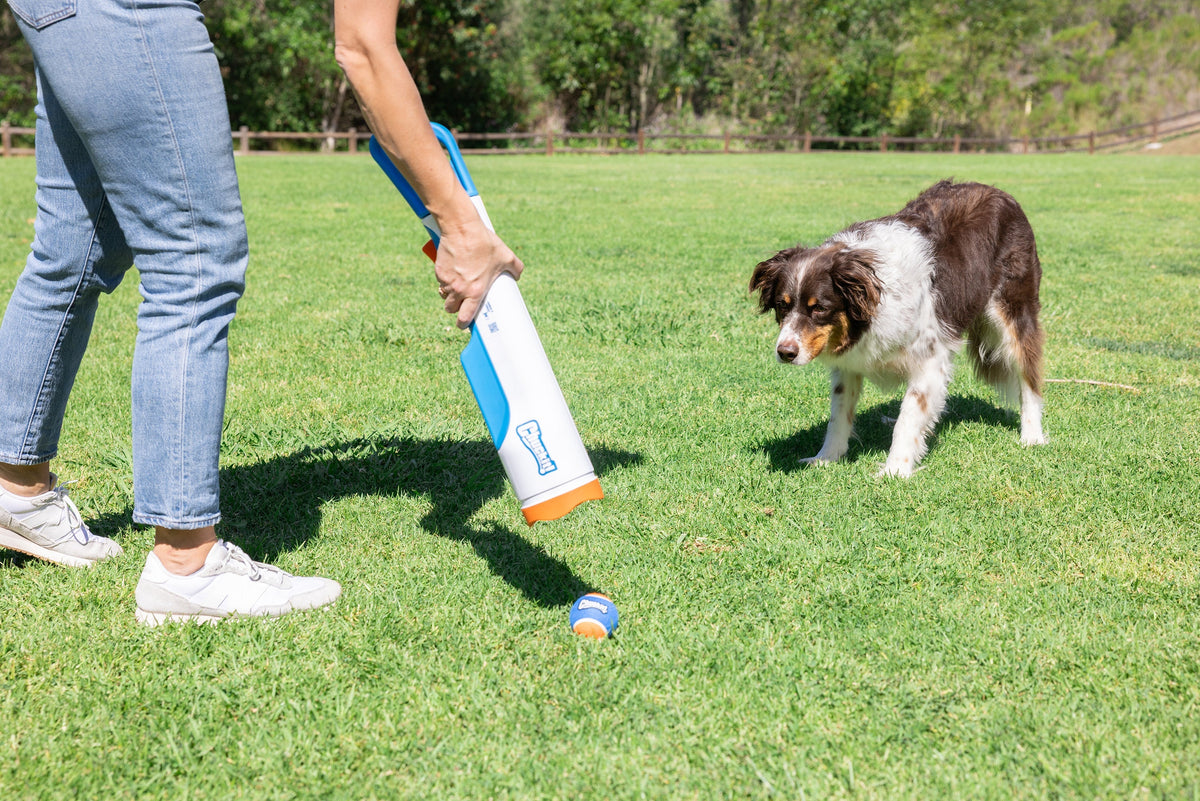 Person playing fetch in the park with a brown and white dog using the Chuckit! Cannon Max 24M