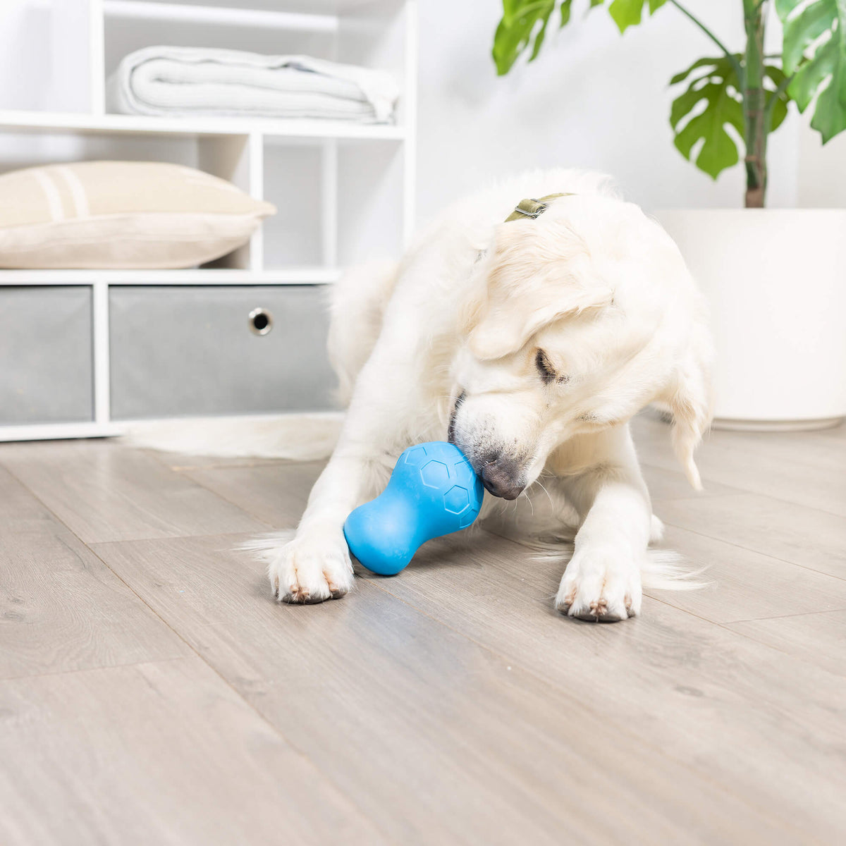 Golden retriever on a wood floor working treats out of the blue Chuckit! Tumble Teez Large