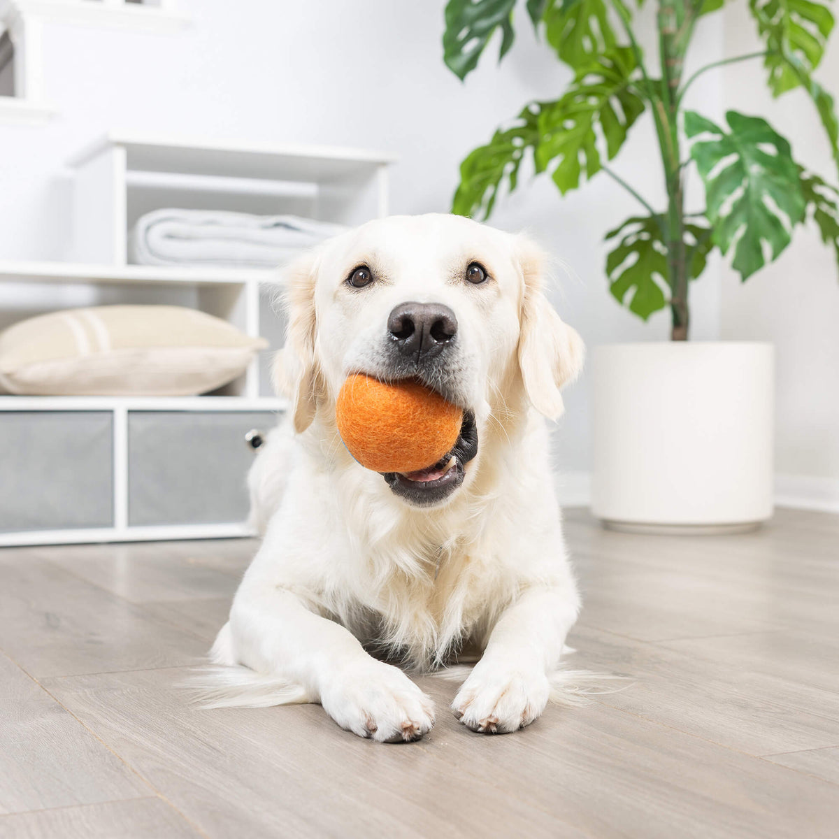 Golden retriever with large orange Chuckit Wool-ee Ball