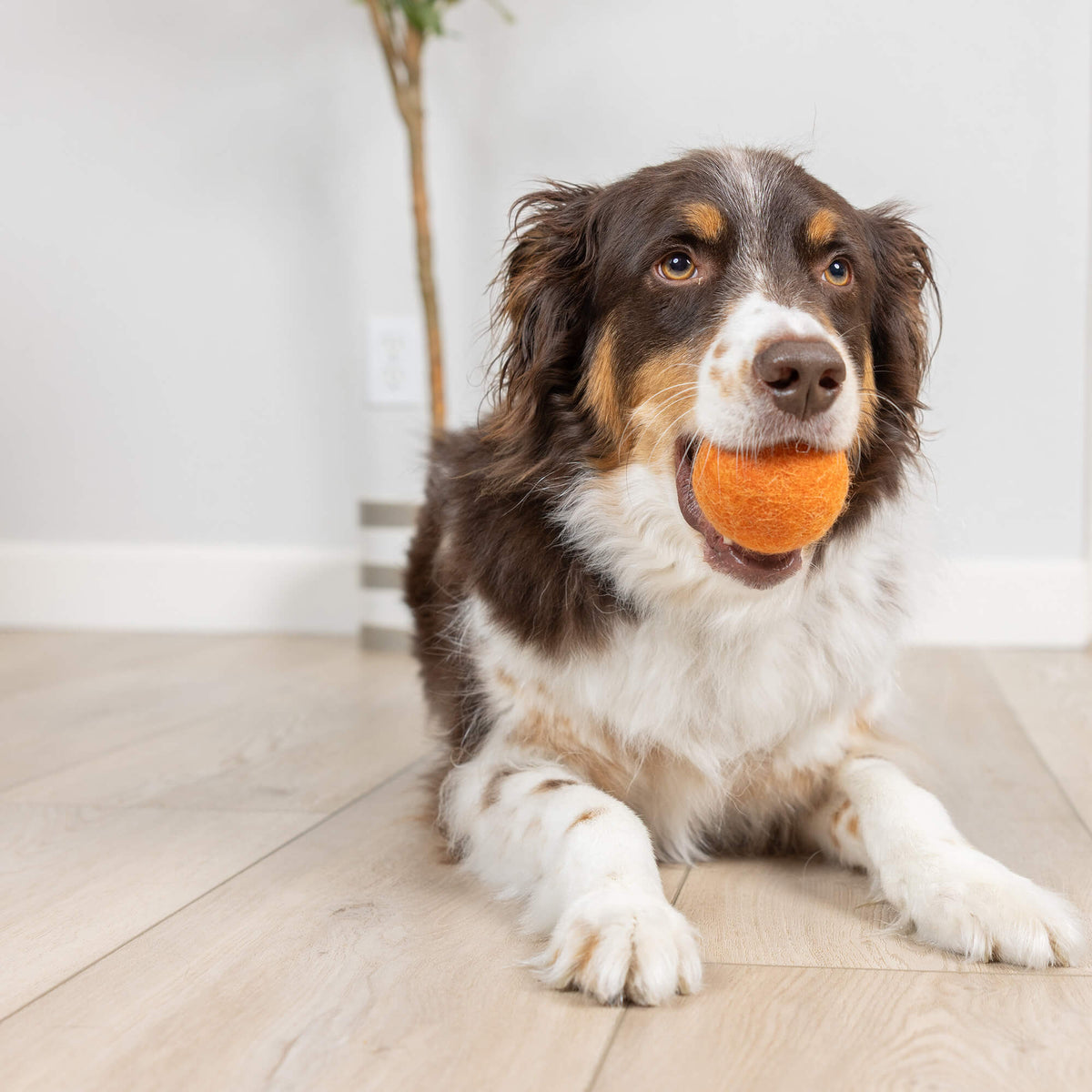 Brown and white dog holding medium Chuckit Wool-ee Ball