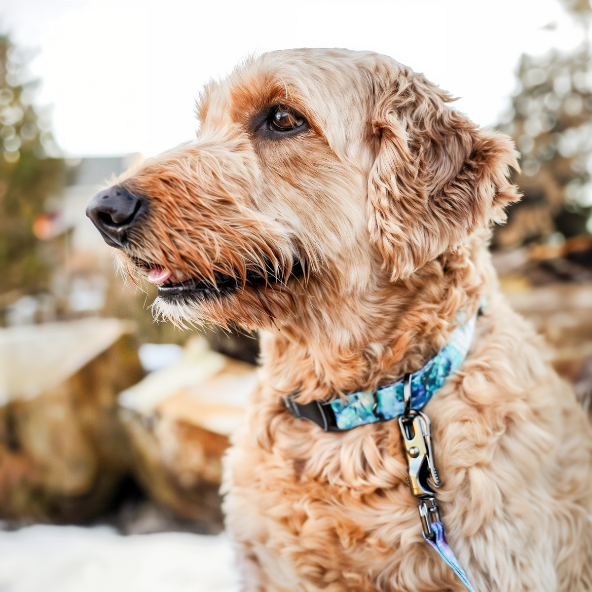 Coastal Pet Inspire Adjustable Fashion Dog Collar Rainy Day Floral Extra Small -- lifestyle