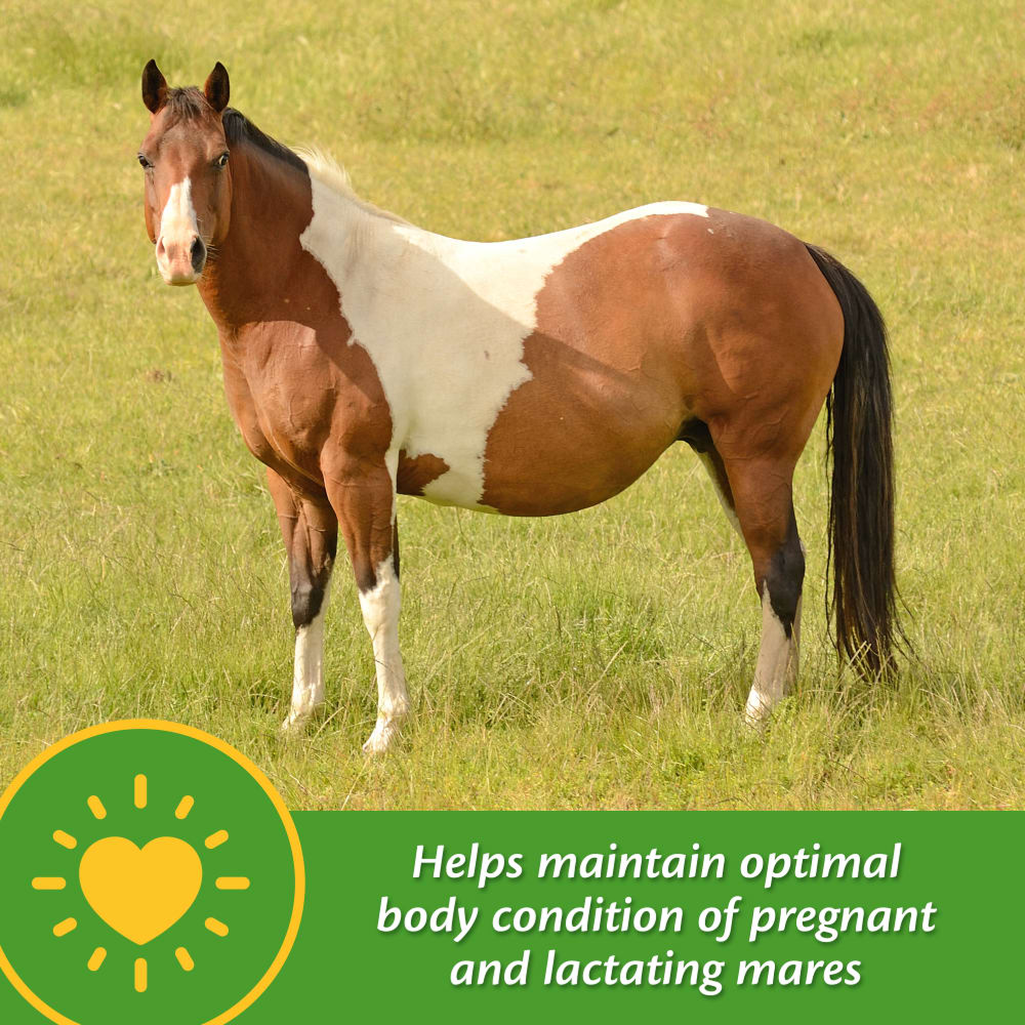 Farnam Mare Plus Gestation & Lactation Supplement