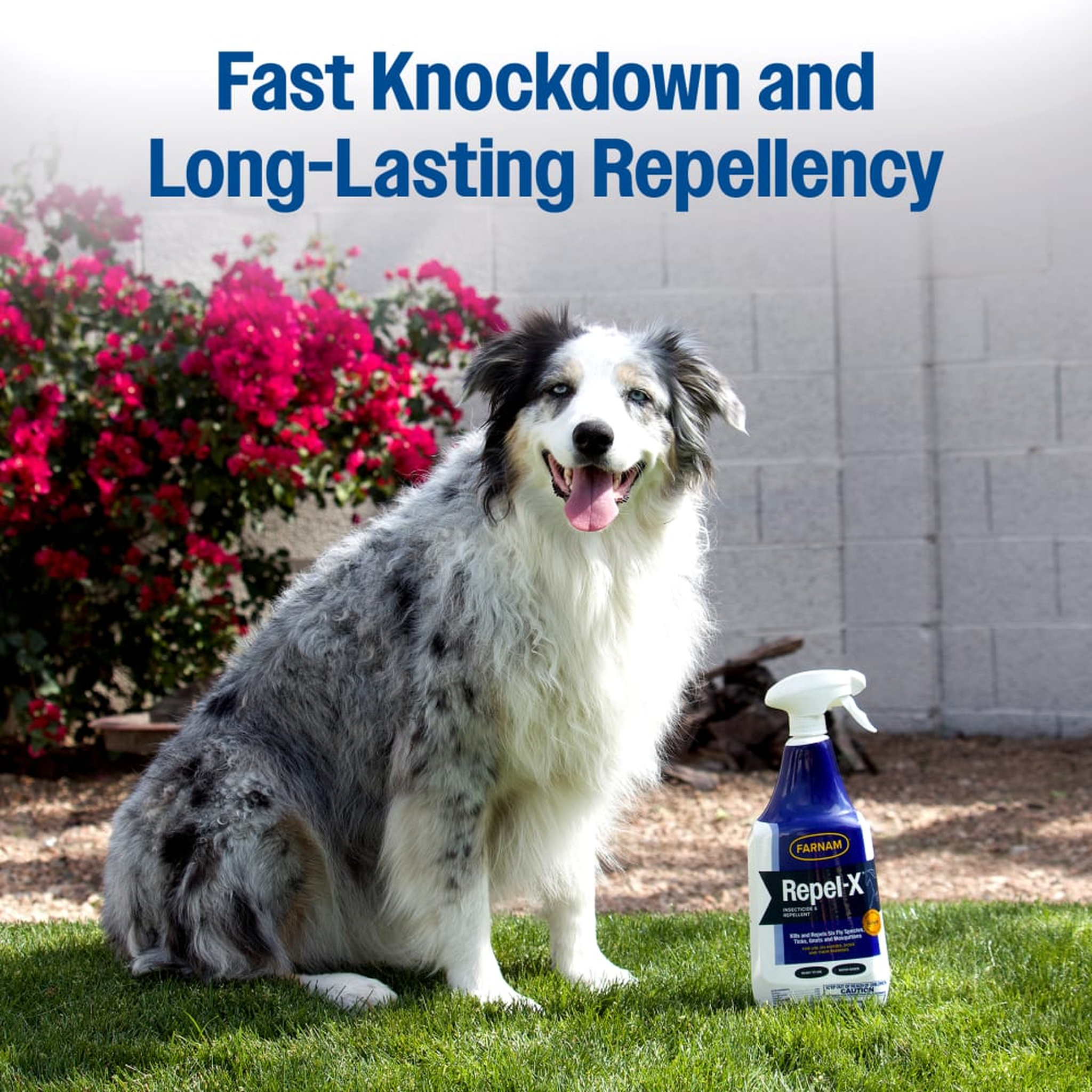 Australian shepherd dog outdoors next to Repel-X RTU spray bottle