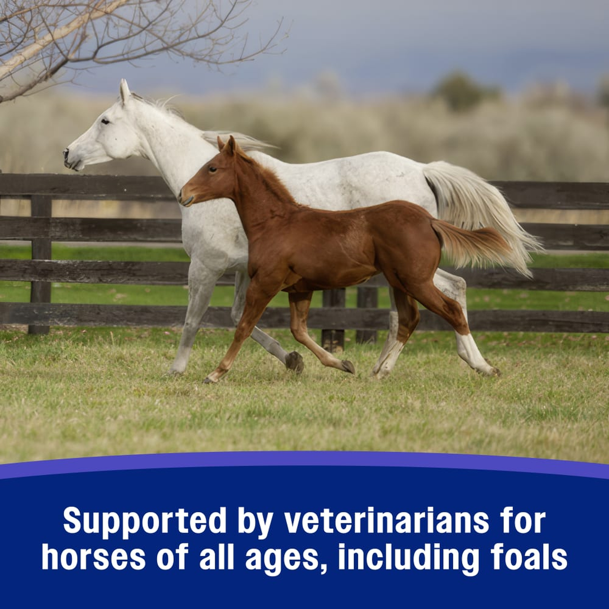 Farnam SandClear Natural Psyllium Crumbles - Supported by veterinarians for horses of all ages including foals