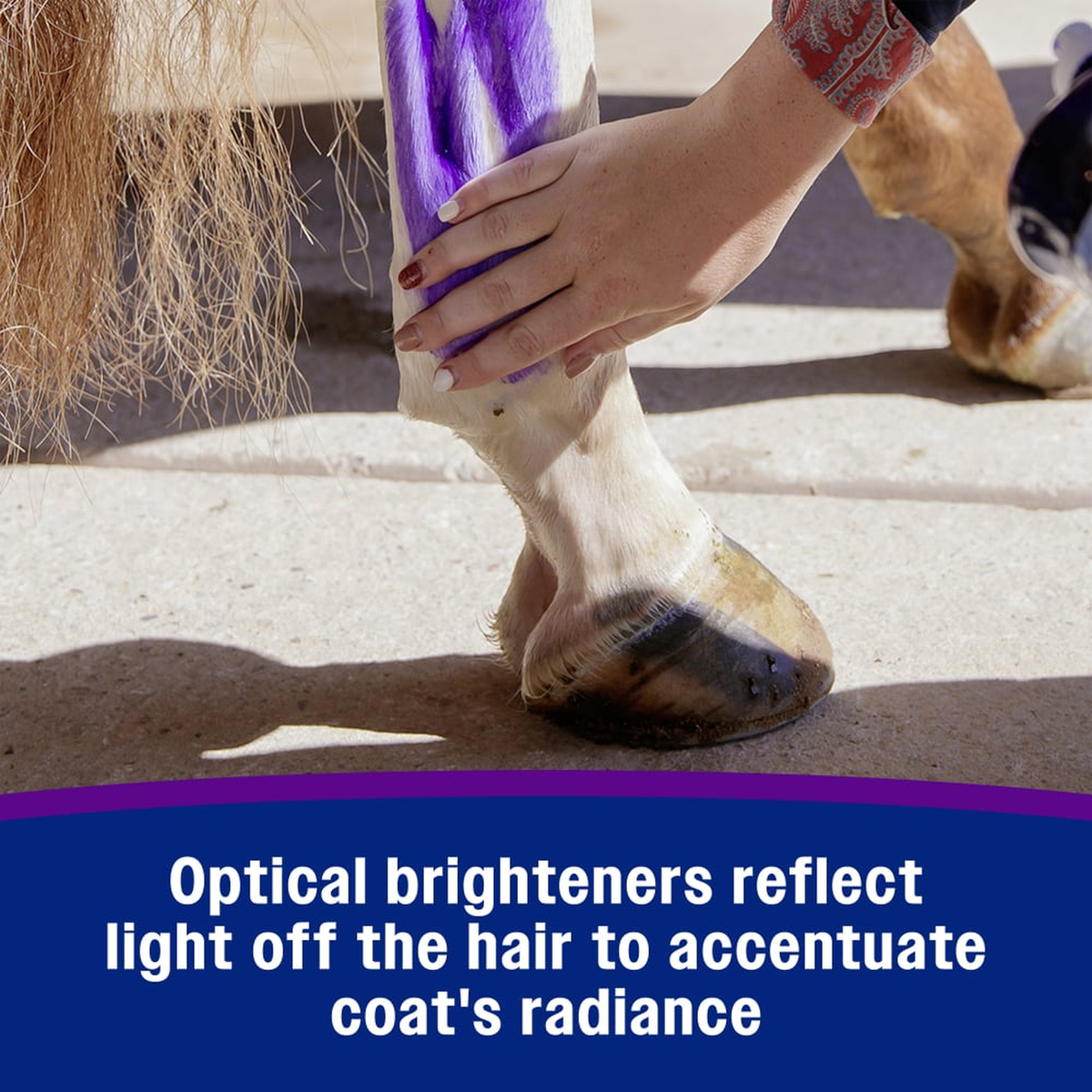 Farnam Vetrolin White 'N Brite Shampoo - Optical brighteners reflect light off the hair to accentuate coat's radiance