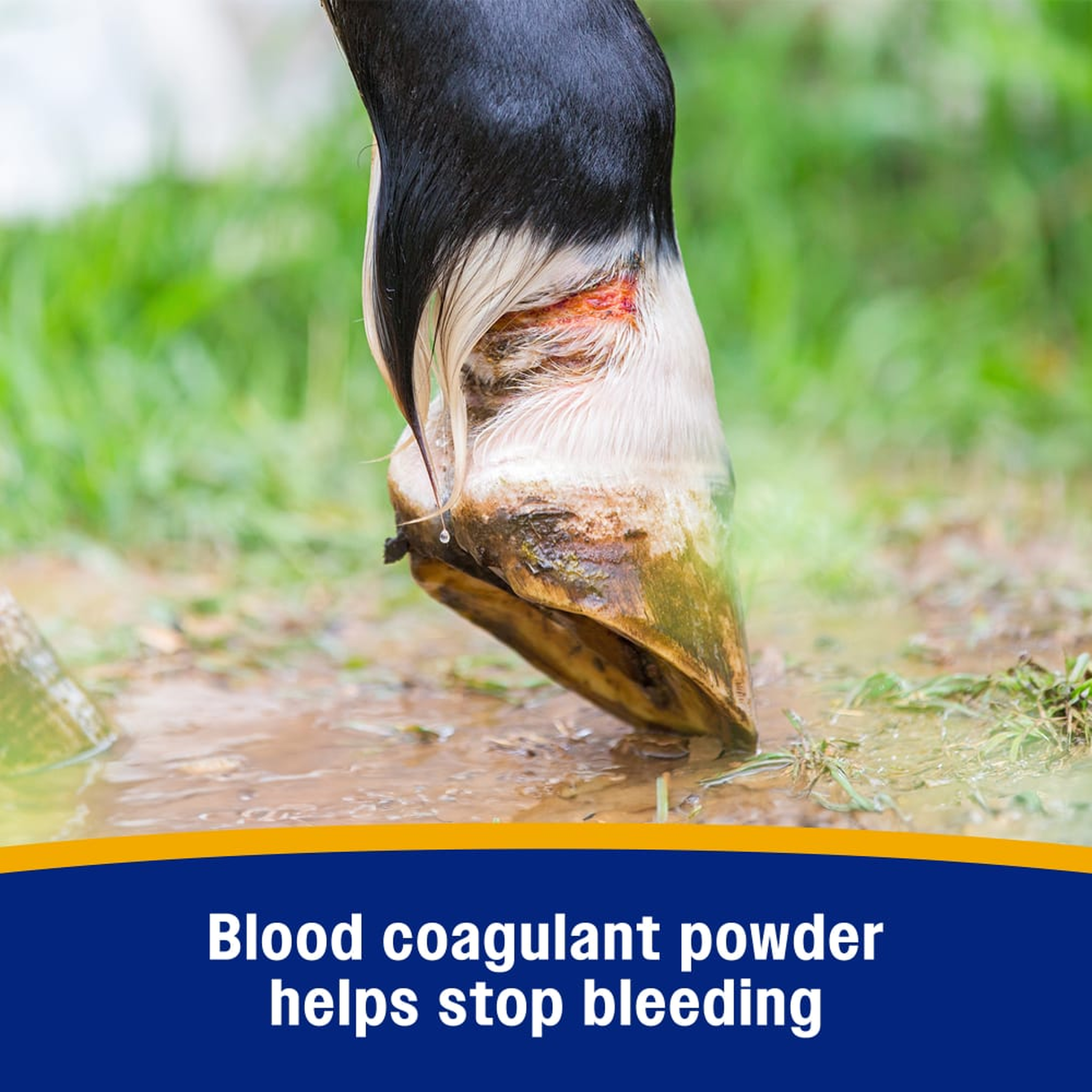 Blood coagulant powder stops bleeding quickly
