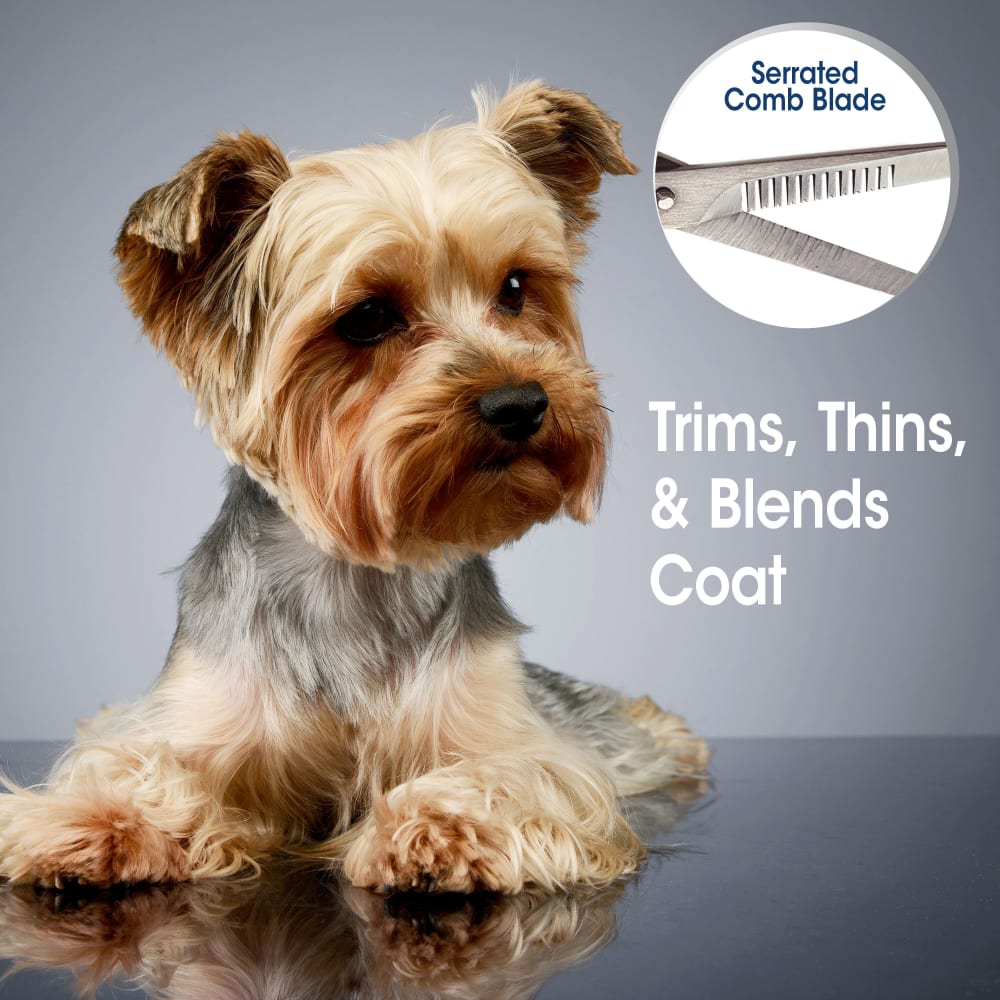 Groomed Yorkshire Terrier with inset of the serrated comb blade that trims thins and blends the coat