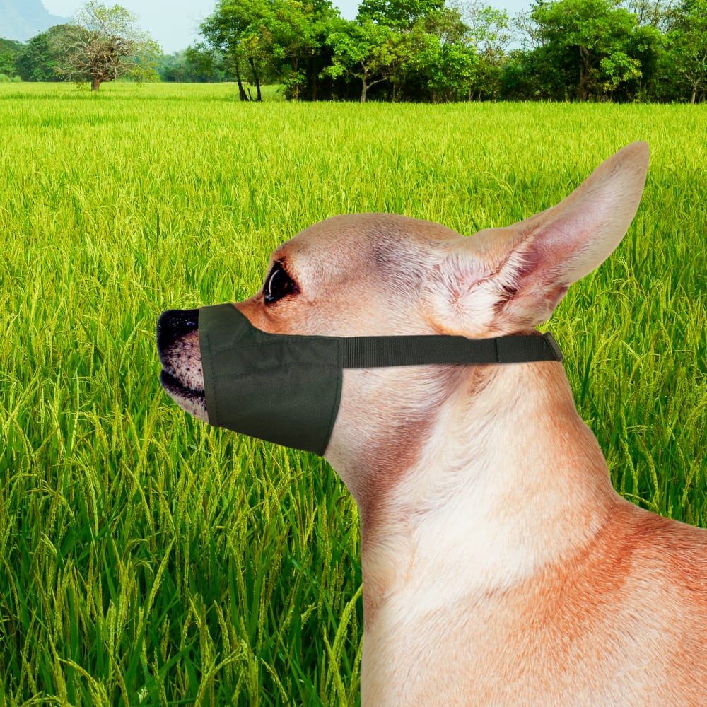 Four Paws Walk-About Quick-Fit Dog Muzzle dog wearing the muzzle outdoors