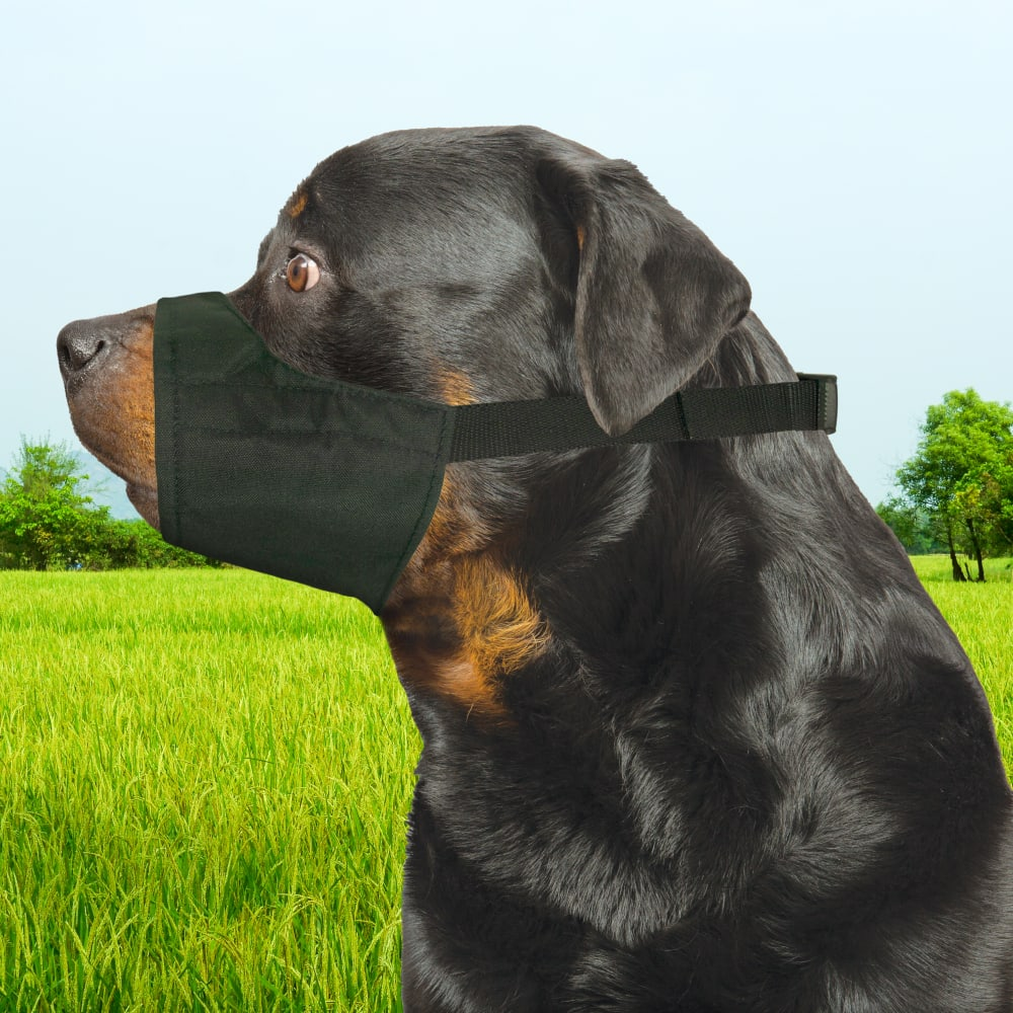 Four Paws Walk-About Quick-Fit Dog Muzzle dog wearing the muzzle outdoors