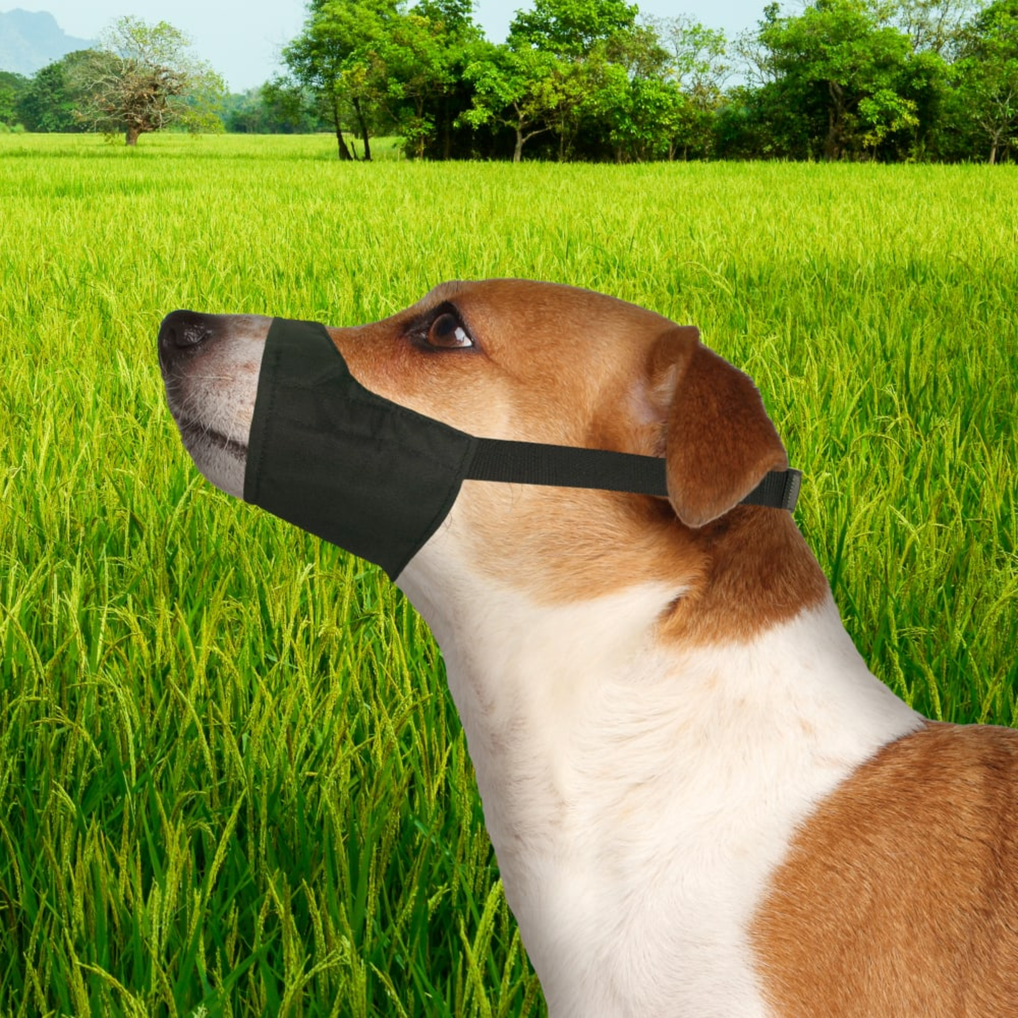 Four Paws Walk-About Quick-Fit Dog Muzzle dog wearing the muzzle outdoors