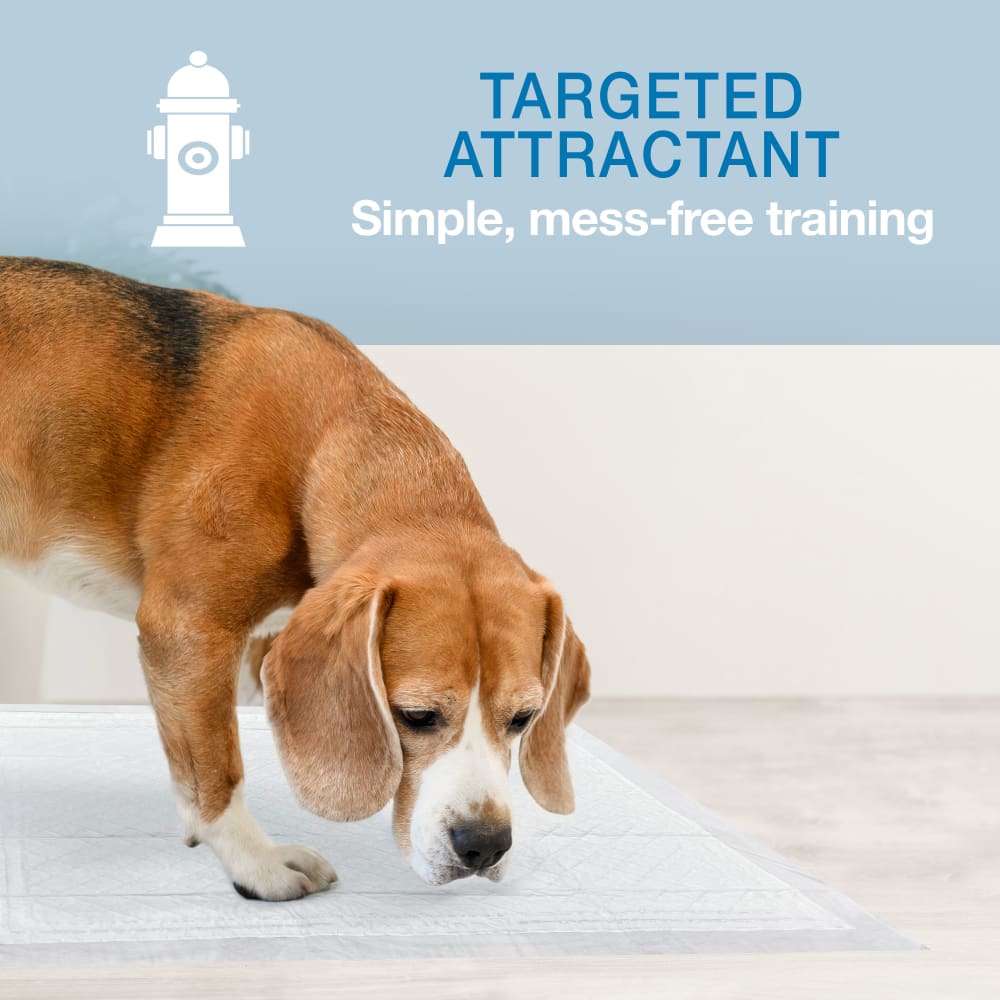 Targeted attractant panel showing simple mess-free training with Wee-Wee pads