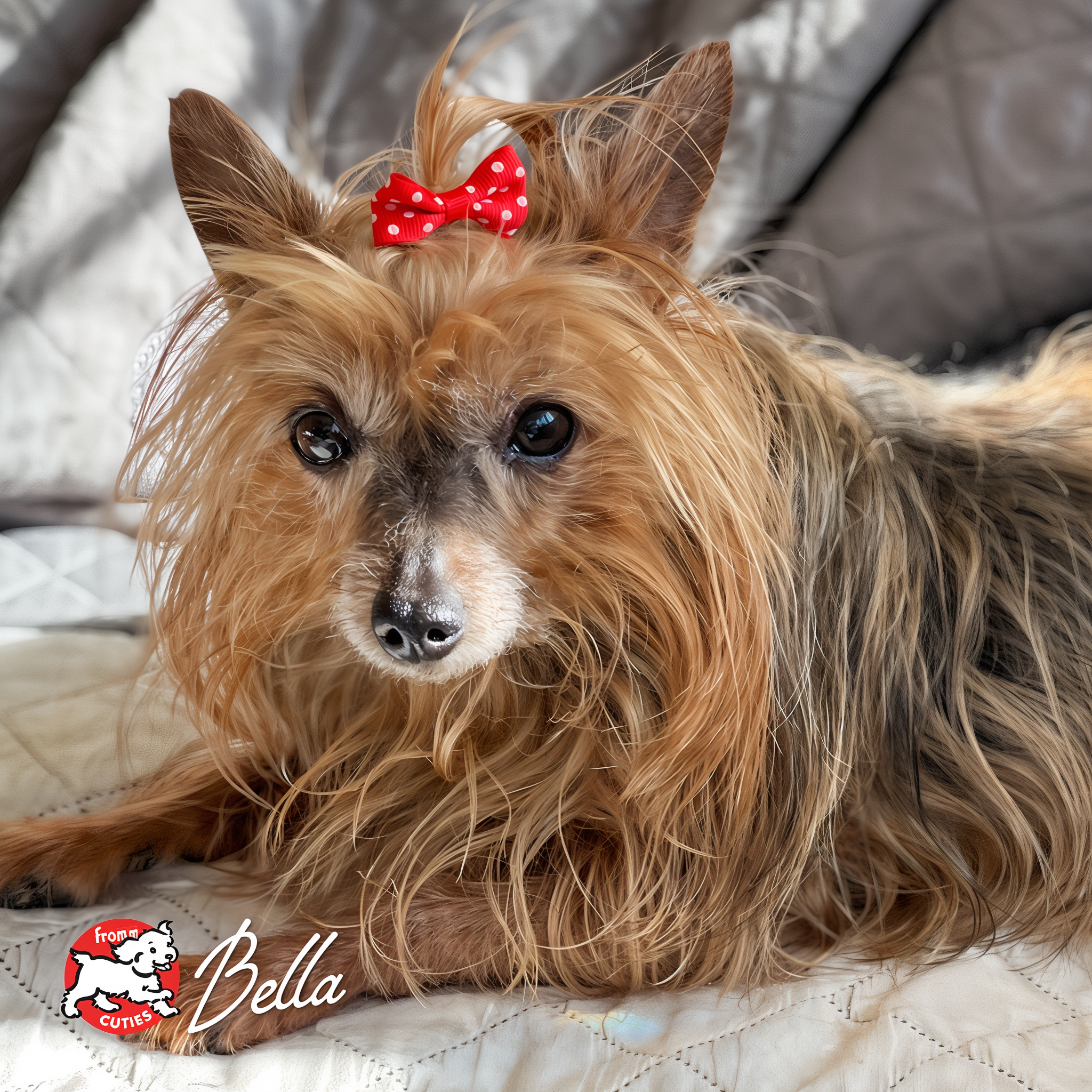 Small long-haired dog Bella wearing a red polka-dot bow while resting on a quilt, from the Fromm Cuties gallery