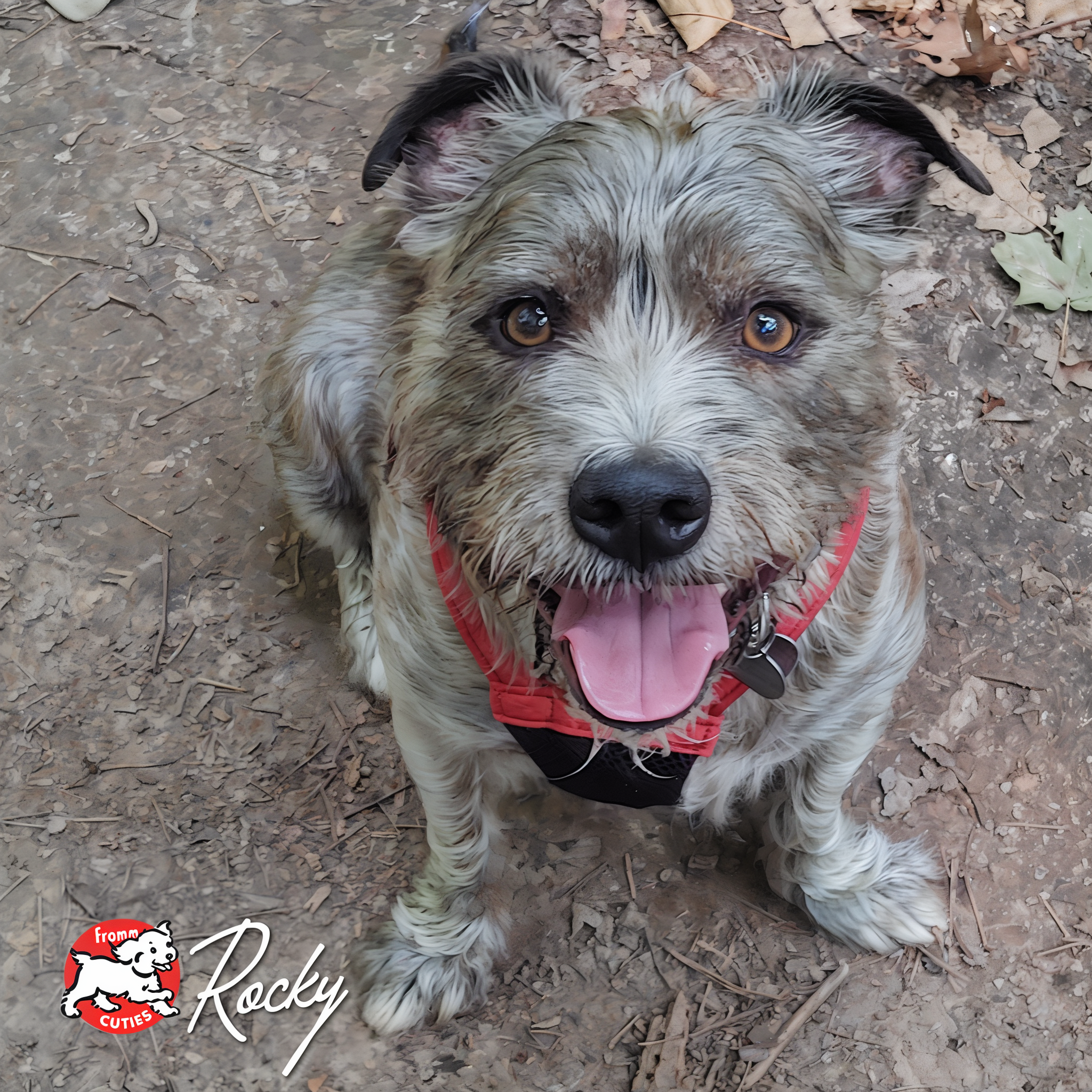 Grey scruffy dog Rocky in a red harness sitting on a dirt path, from the Fromm Cuties gallery