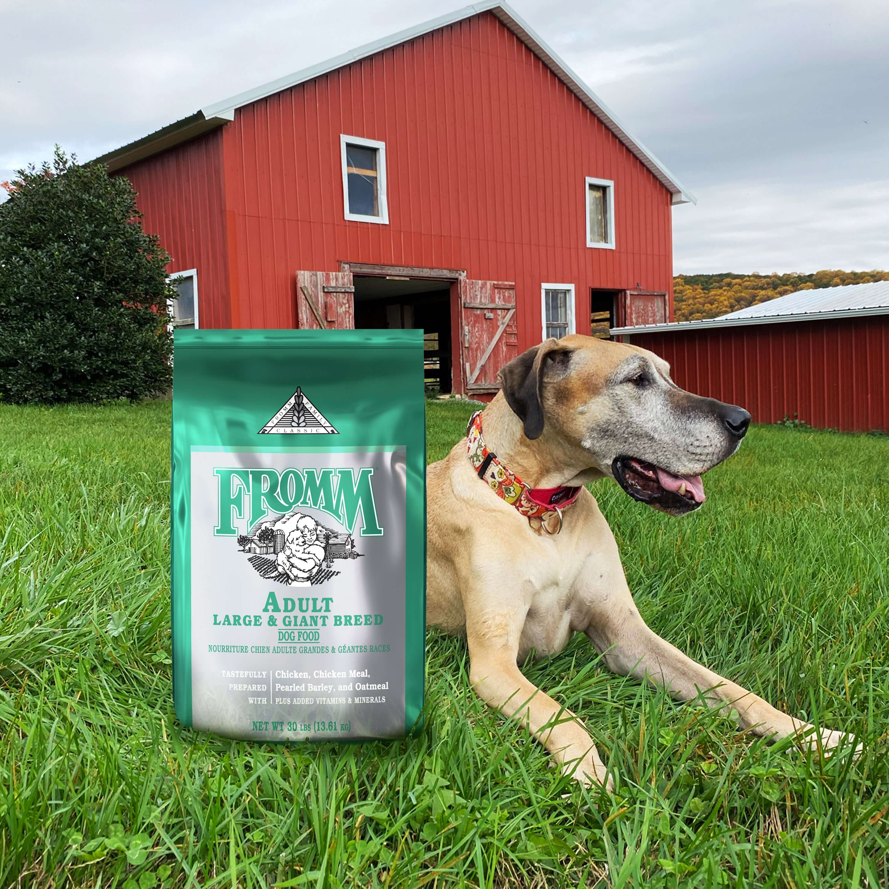 A Great Dane lying in the grass beside a bag of Fromm Classic in front of a red barn