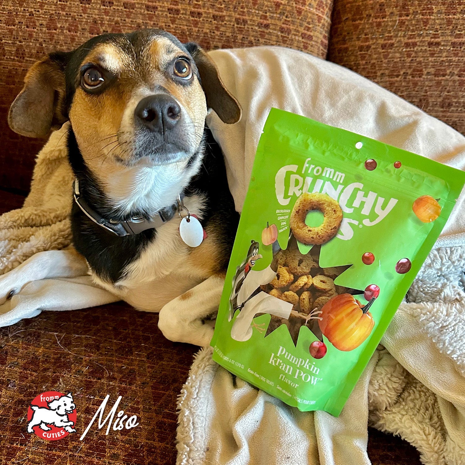 Fromm Cuties dog Miso on a couch with a bag of Crunchy O's Pumpkin Kran POW treats