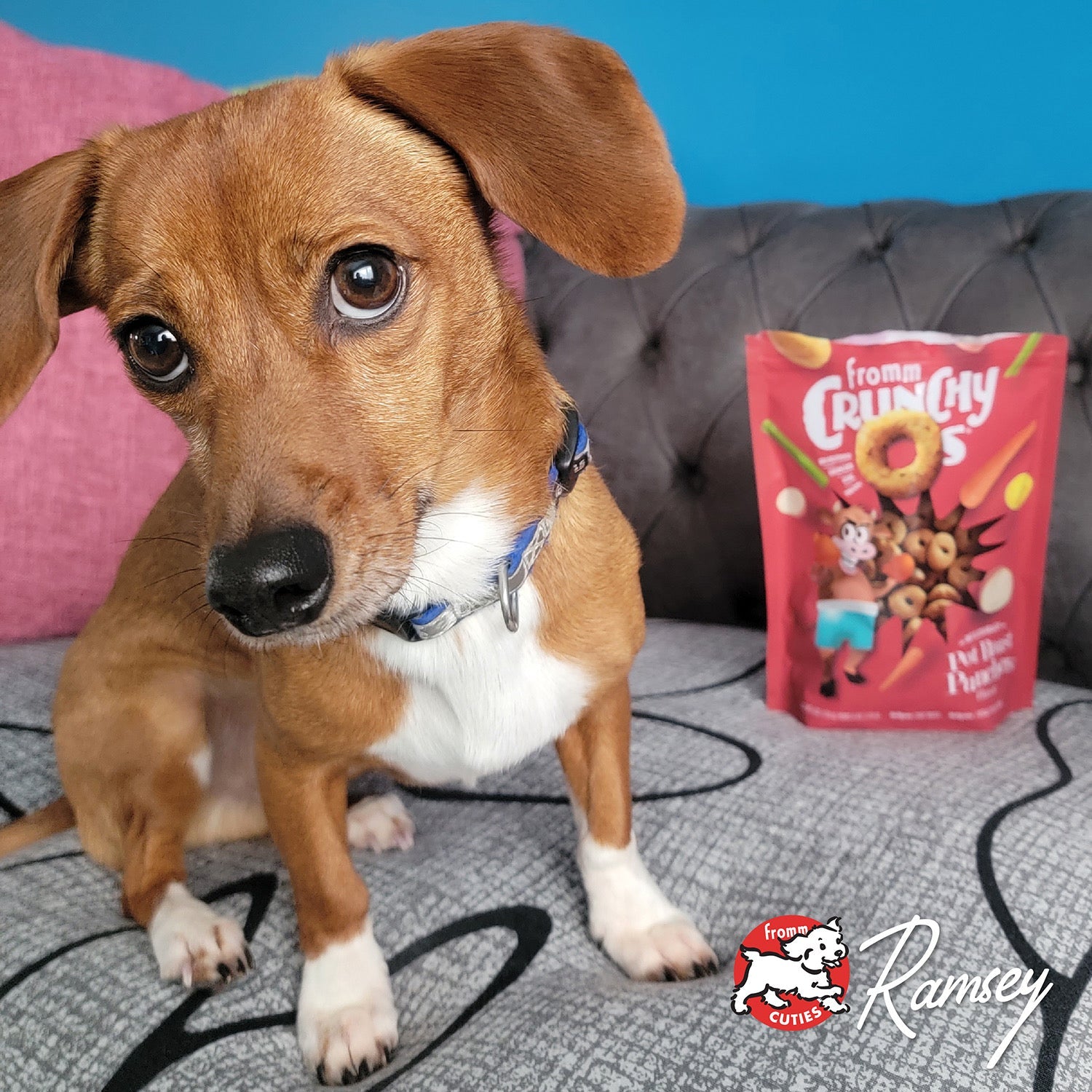 Fromm Cuties dog Ramsey with a bag of Crunchy O's Pot Roast Punchers treats
