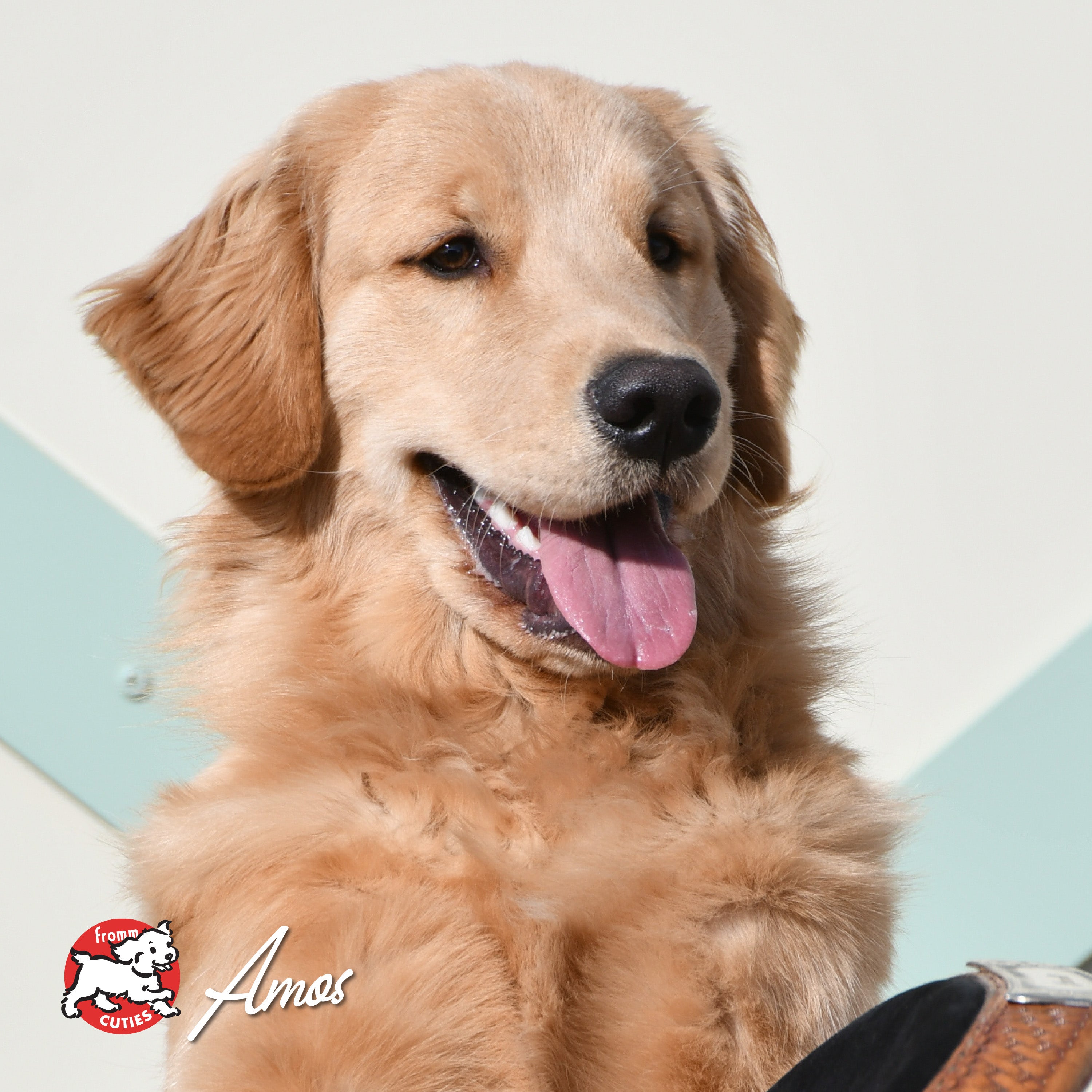 Golden retriever Amos smiling in the sun, from the Fromm Cuties gallery