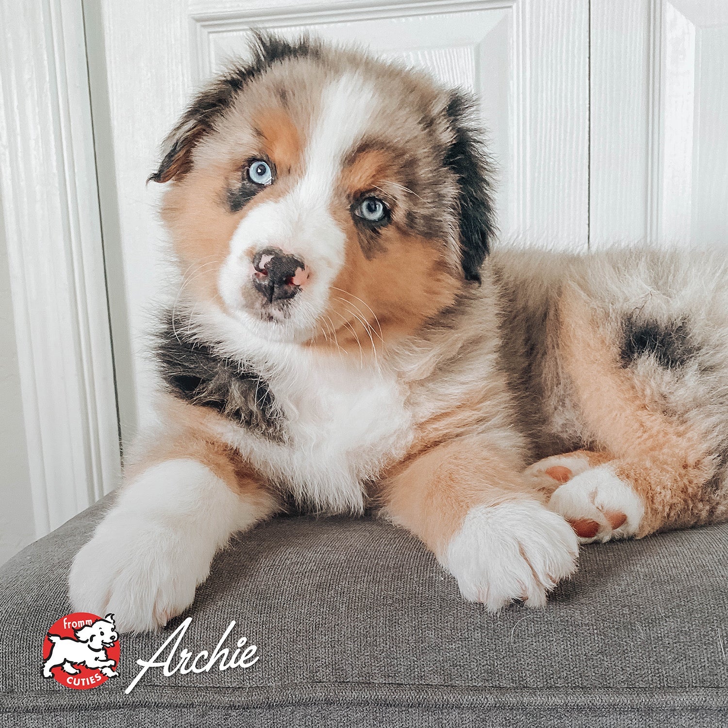 Blue-eyed merle puppy Archie resting on a grey cushion, from the Fromm Cuties gallery
