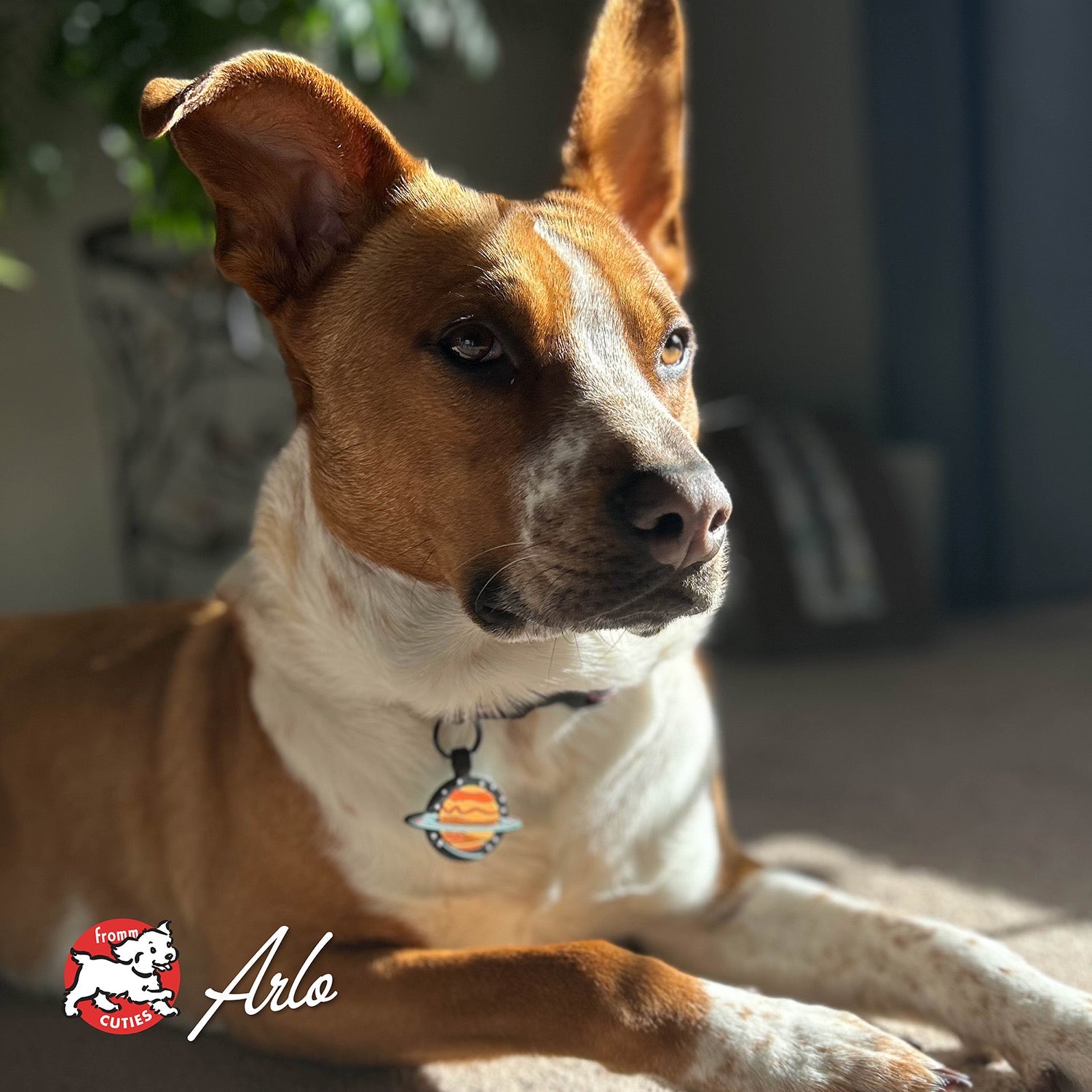 Tan and white dog Arlo with upright ears lying in a sunbeam, from the Fromm Cuties gallery