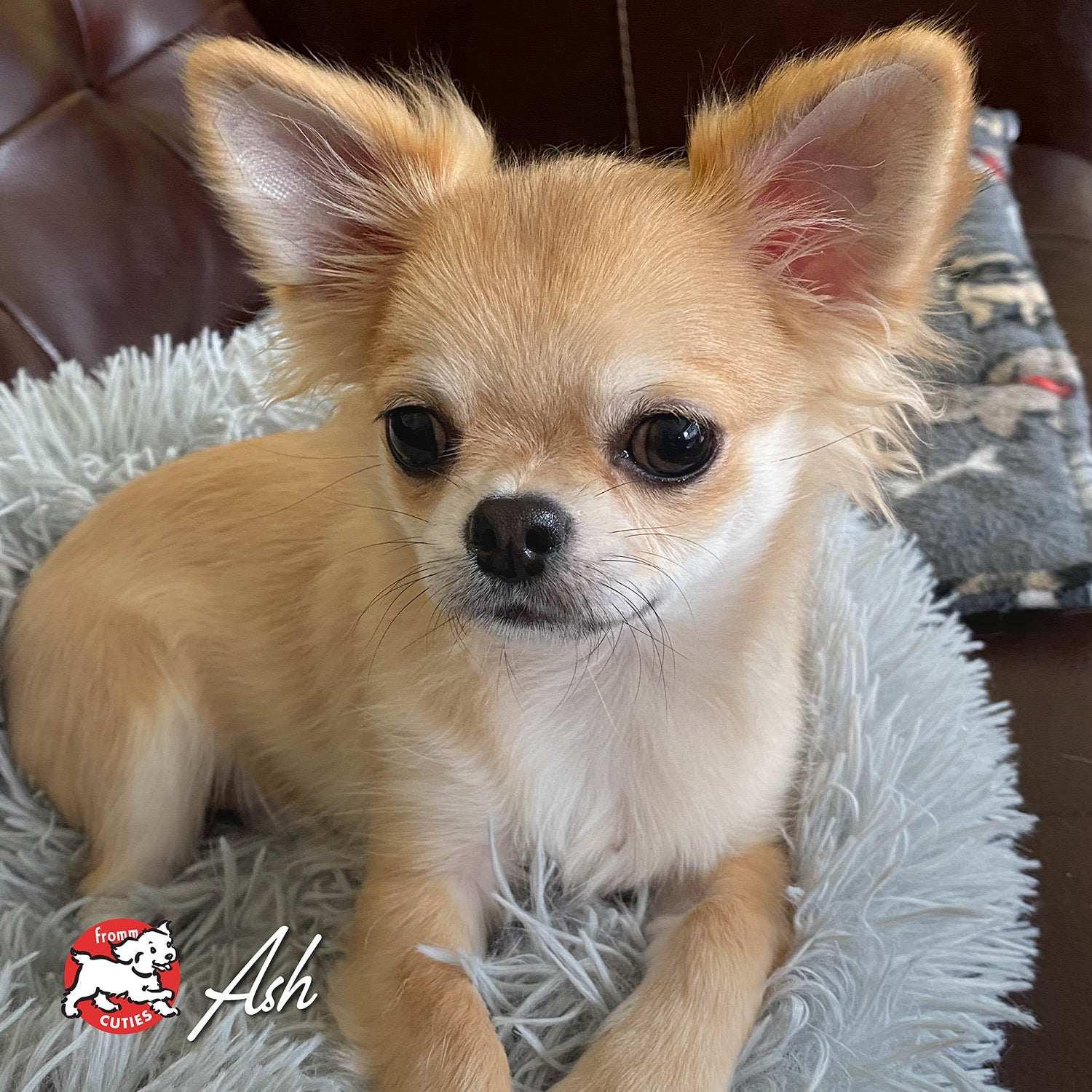Small long-haired tan dog Ash on a fluffy bed, from the Fromm Cuties gallery