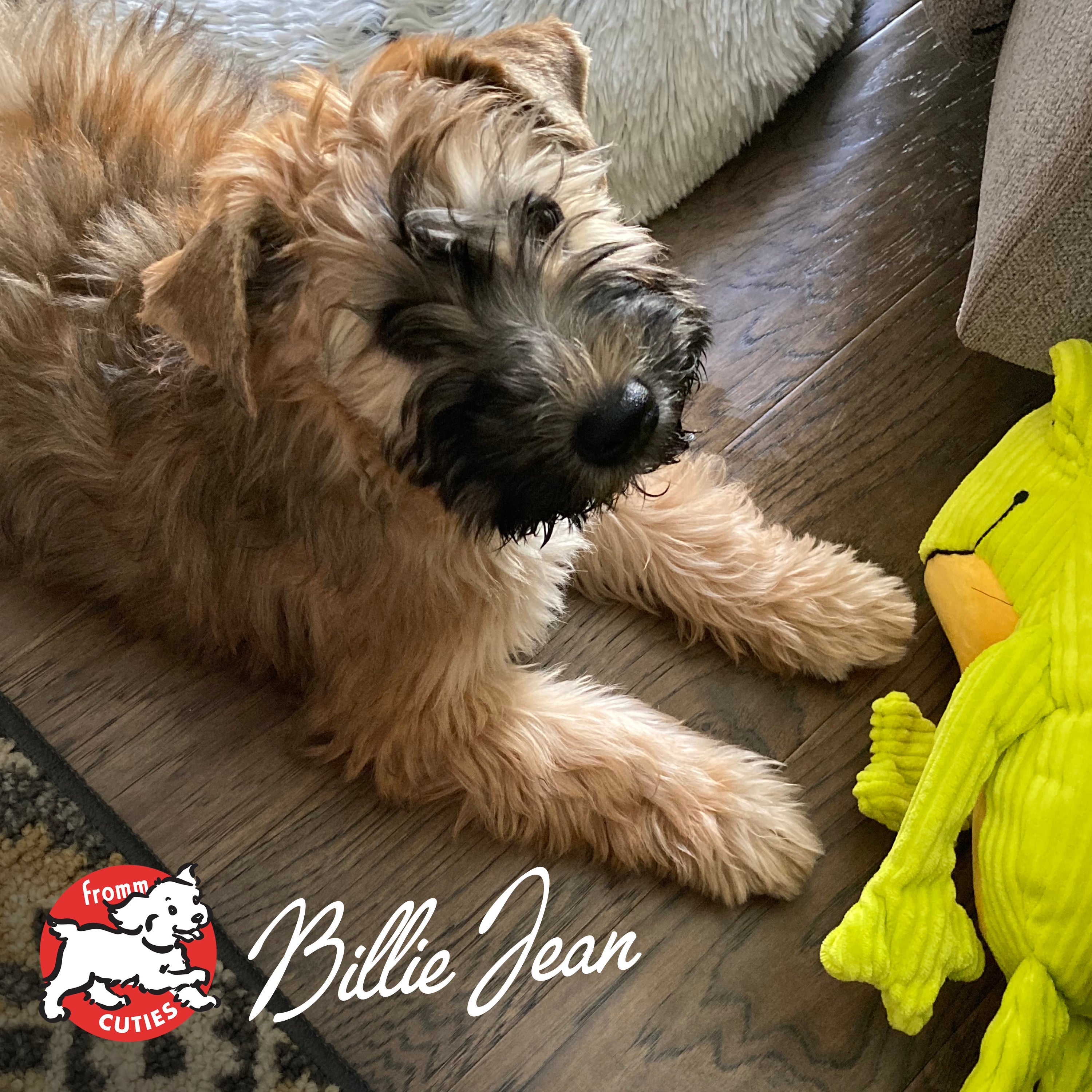 Wheaten Terrier puppy Billie Jean lying beside a plush toy, from the Fromm Cuties gallery