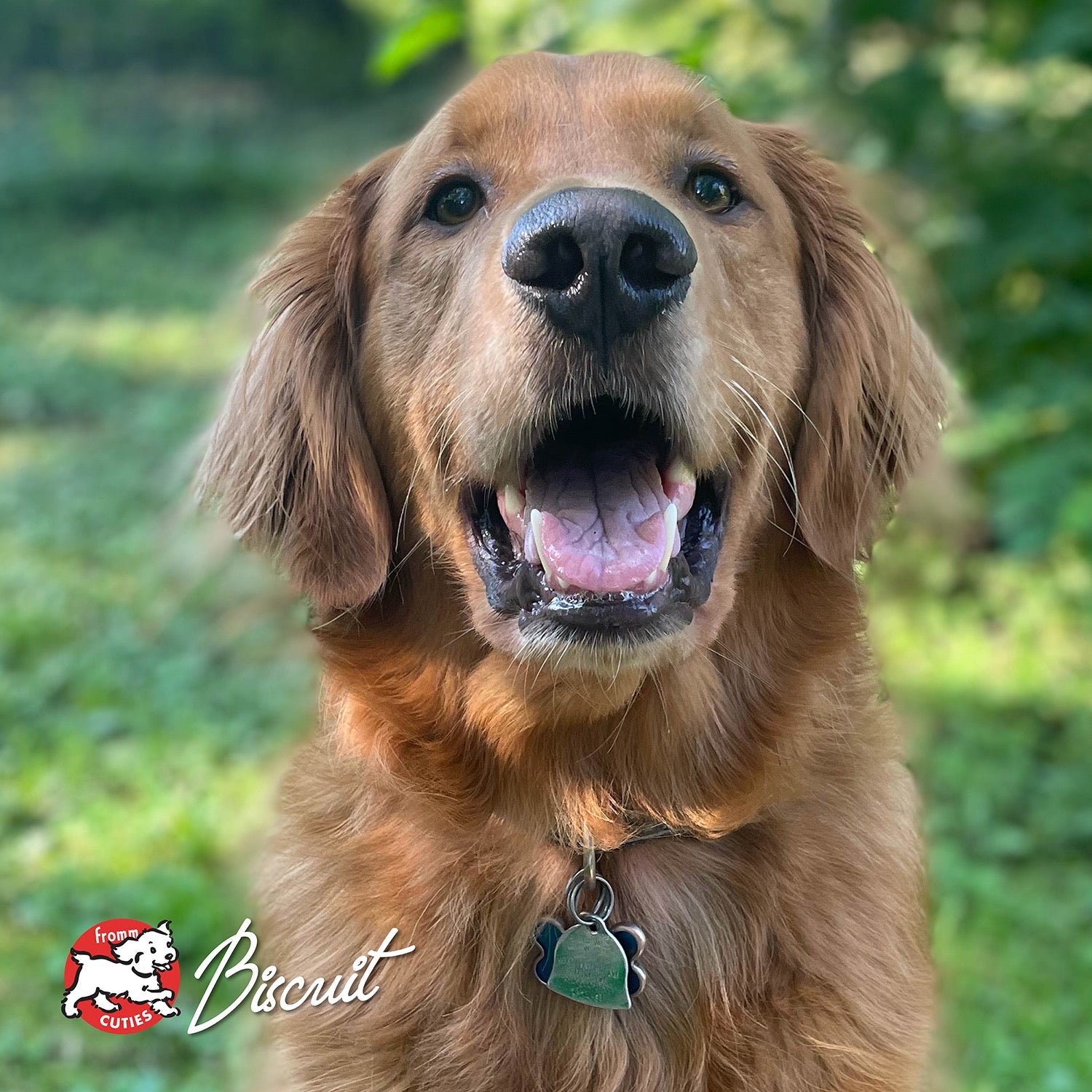 Golden retriever Biscuit smiling in a leafy yard, from the Fromm Cuties gallery