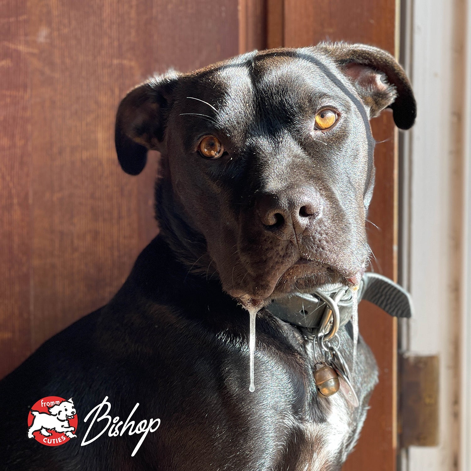 Black dog Bishop sitting in the sun by a wooden door, from the Fromm Cuties gallery