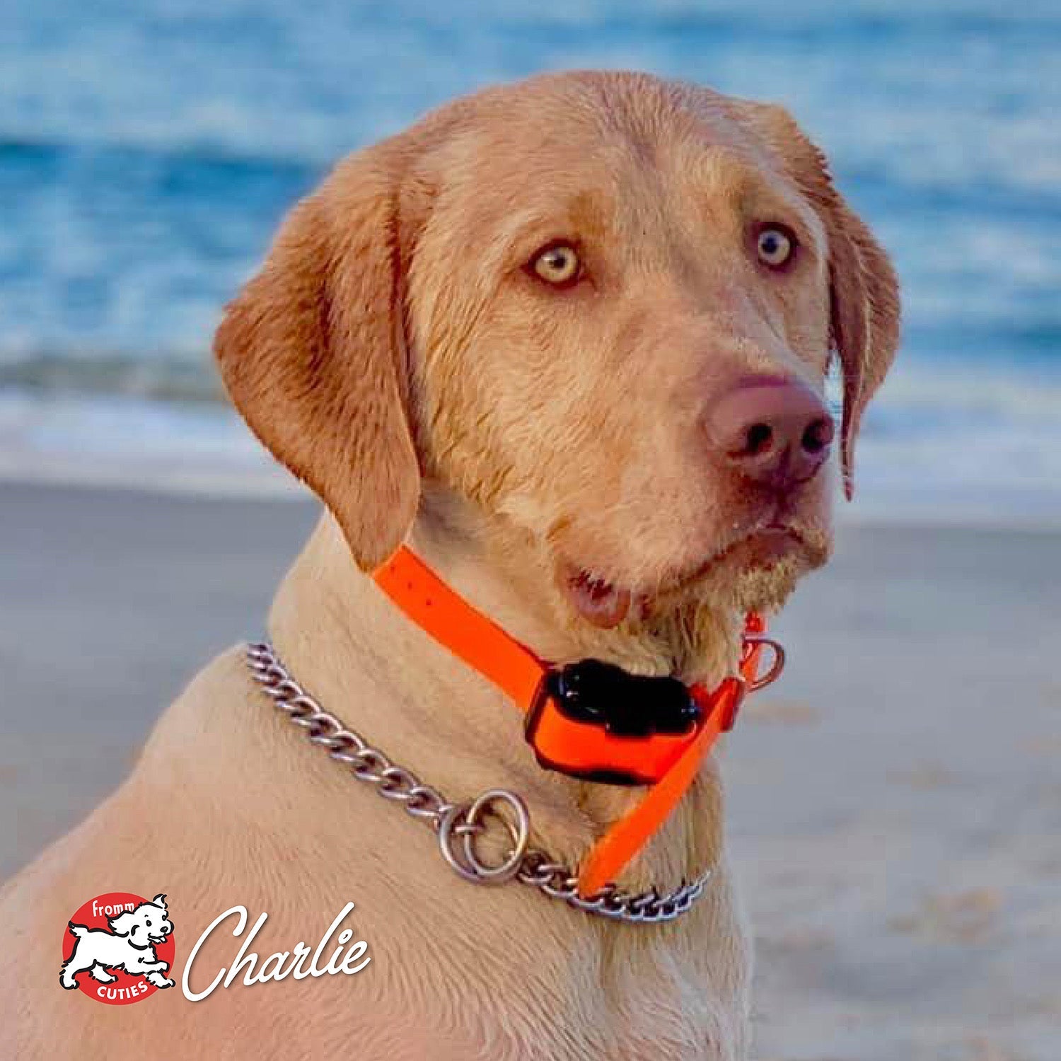 Yellow dog Charlie at the beach, from the Fromm Cuties gallery