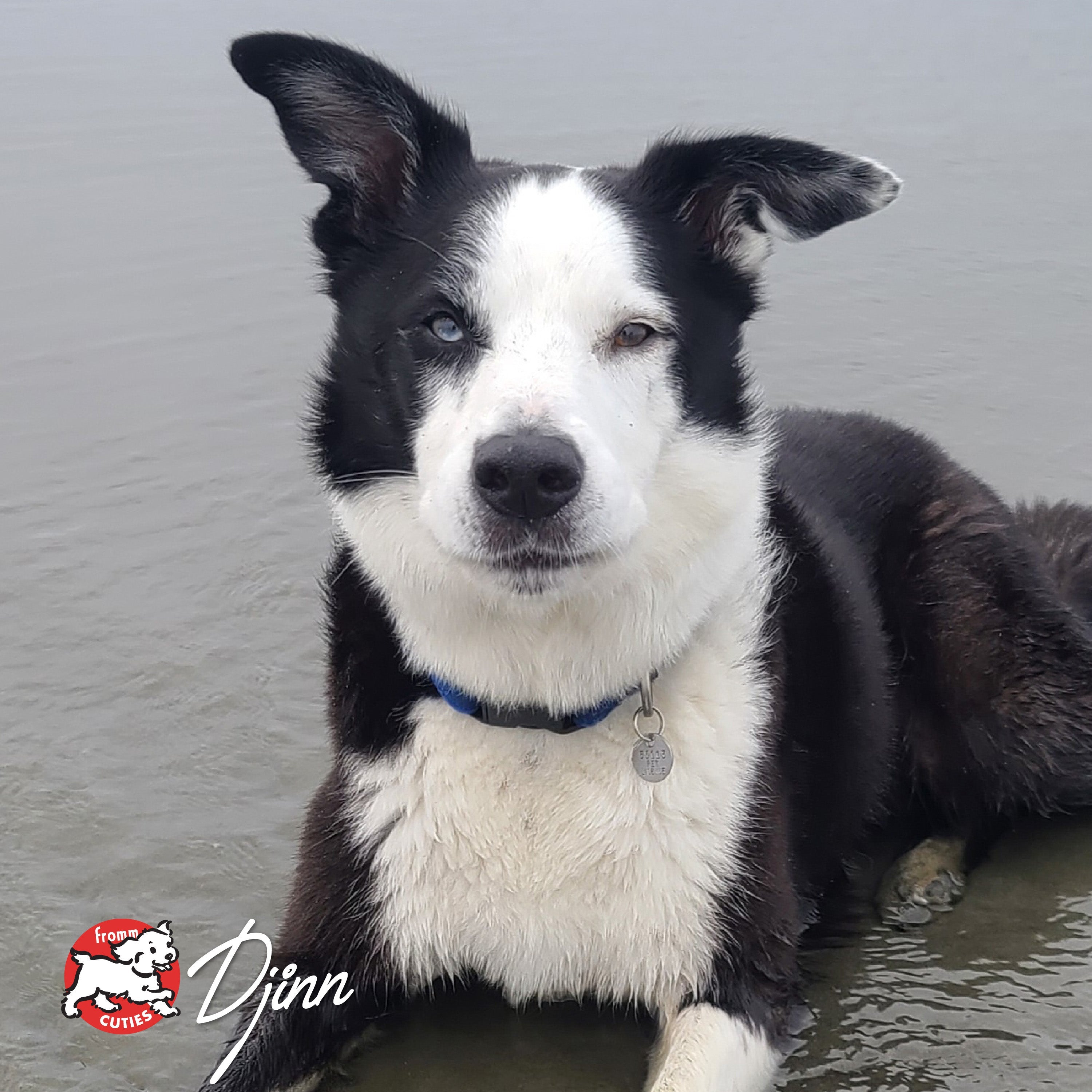 Border collie Djinn with one blue eye lying in shallow water, from the Fromm Cuties gallery