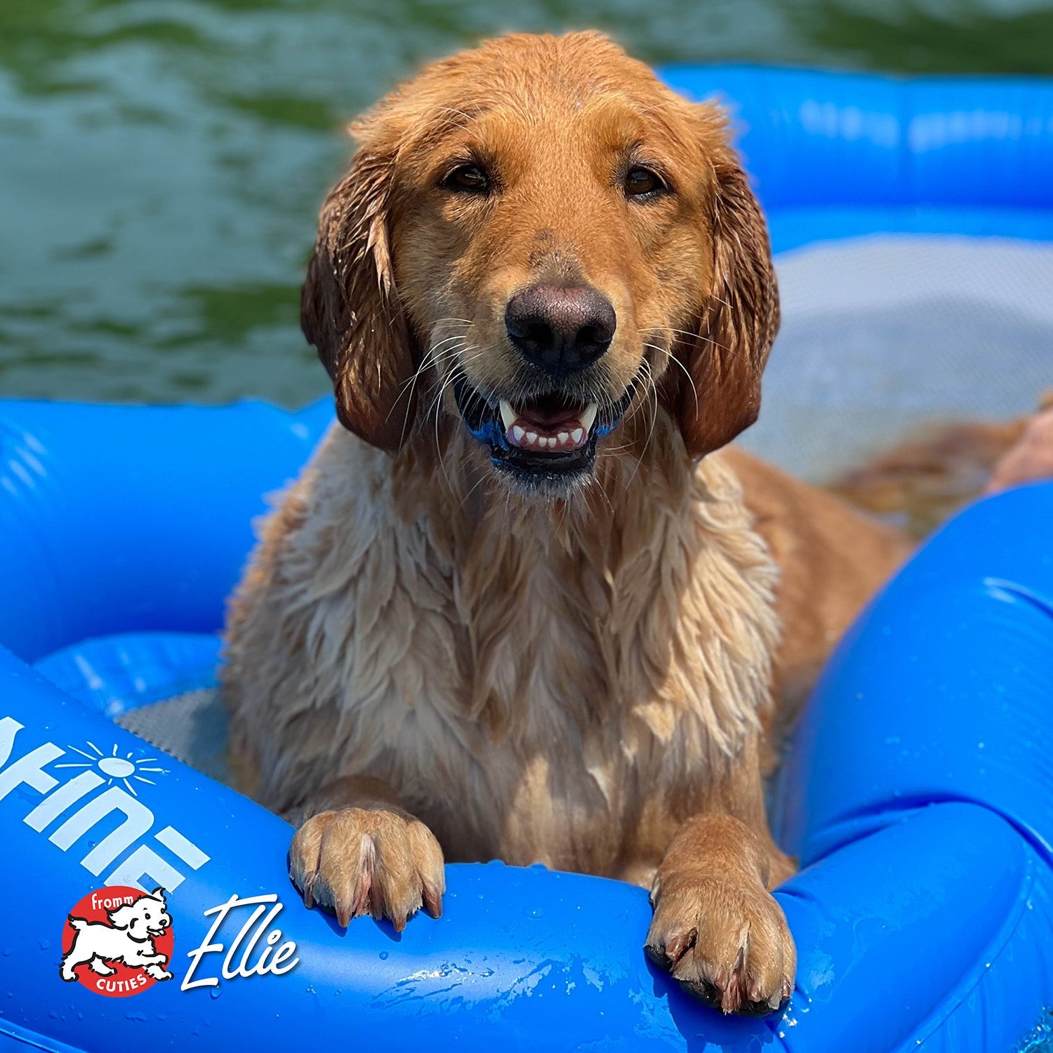Golden retriever Ellie on a blue pool float, from the Fromm Cuties gallery
